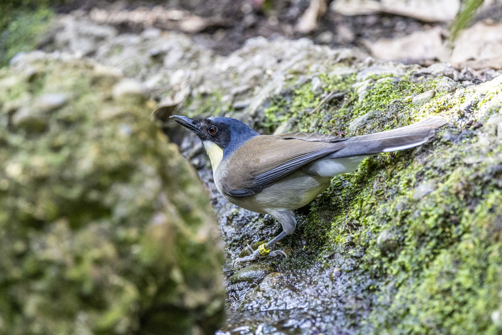 Blaukappenhäherling in der Forschungsstation im Zoo Zürich