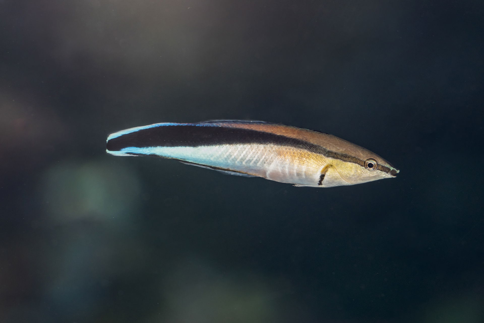 Putzerlippfisch (Labroides dimidiatus) im Zoo Zürich.