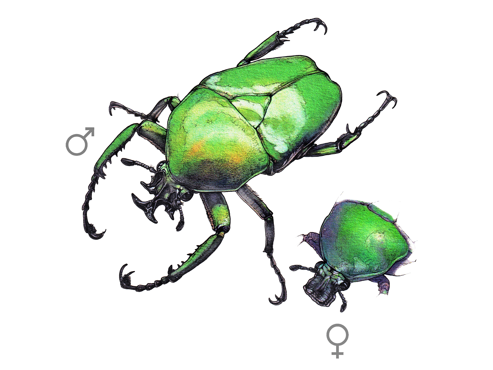 Wissenschaftliche Illustration des Blumenkäfers.