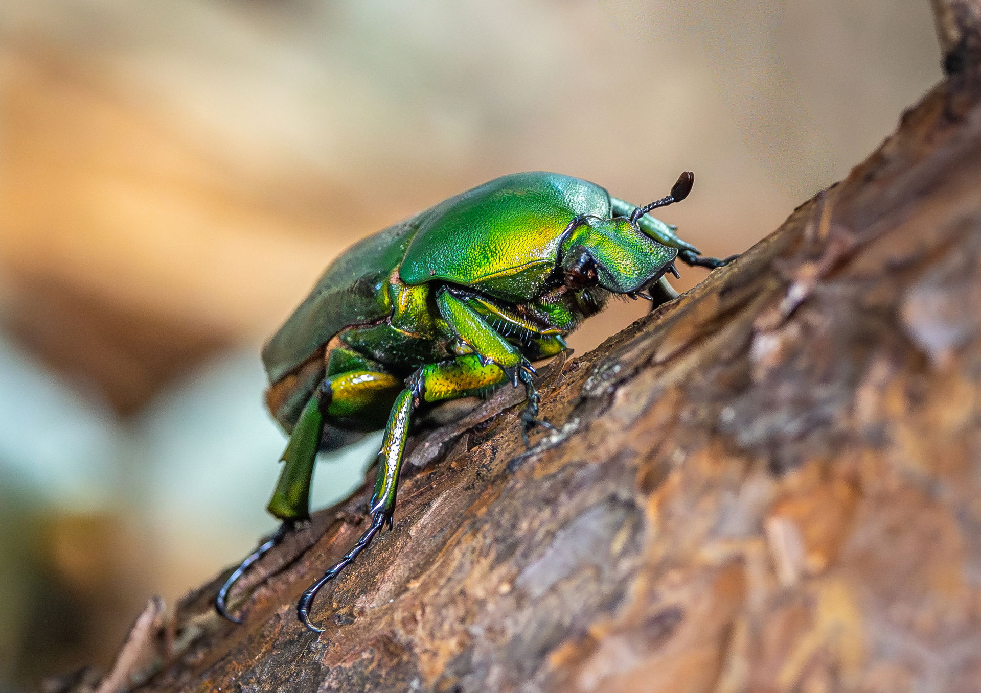 Blumenkäfer (Dicronorhina micans x johnstonii) im Zoo Zürich.