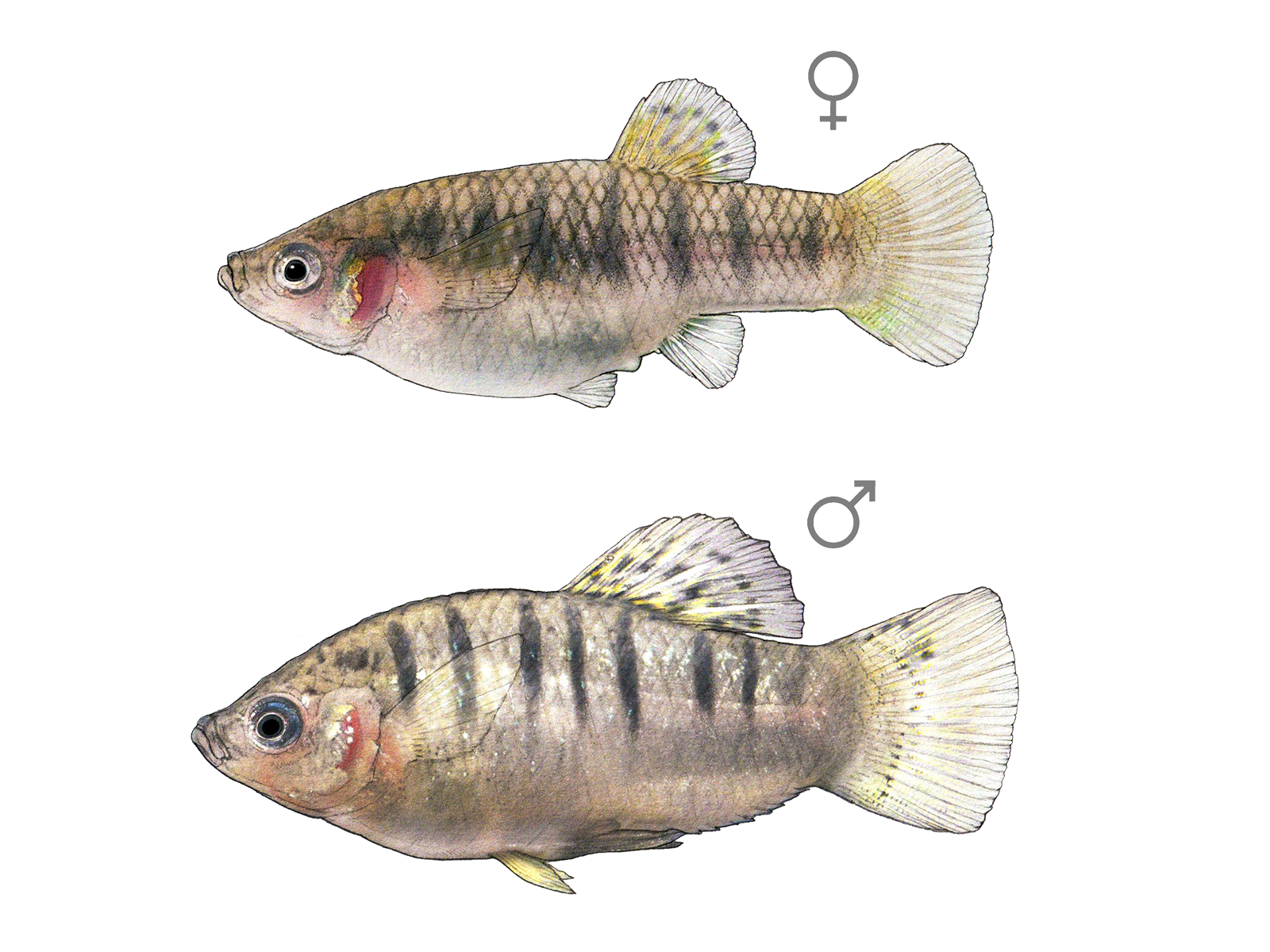 Wissenschaftliche Illustration des  Buckelkärpflings.