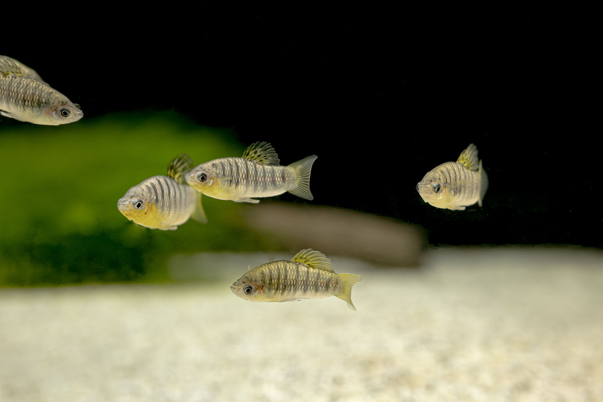 Buckelkärpfling (Poecilia nigrofasciata) in der Forschungsstation des Zoo Zürich
