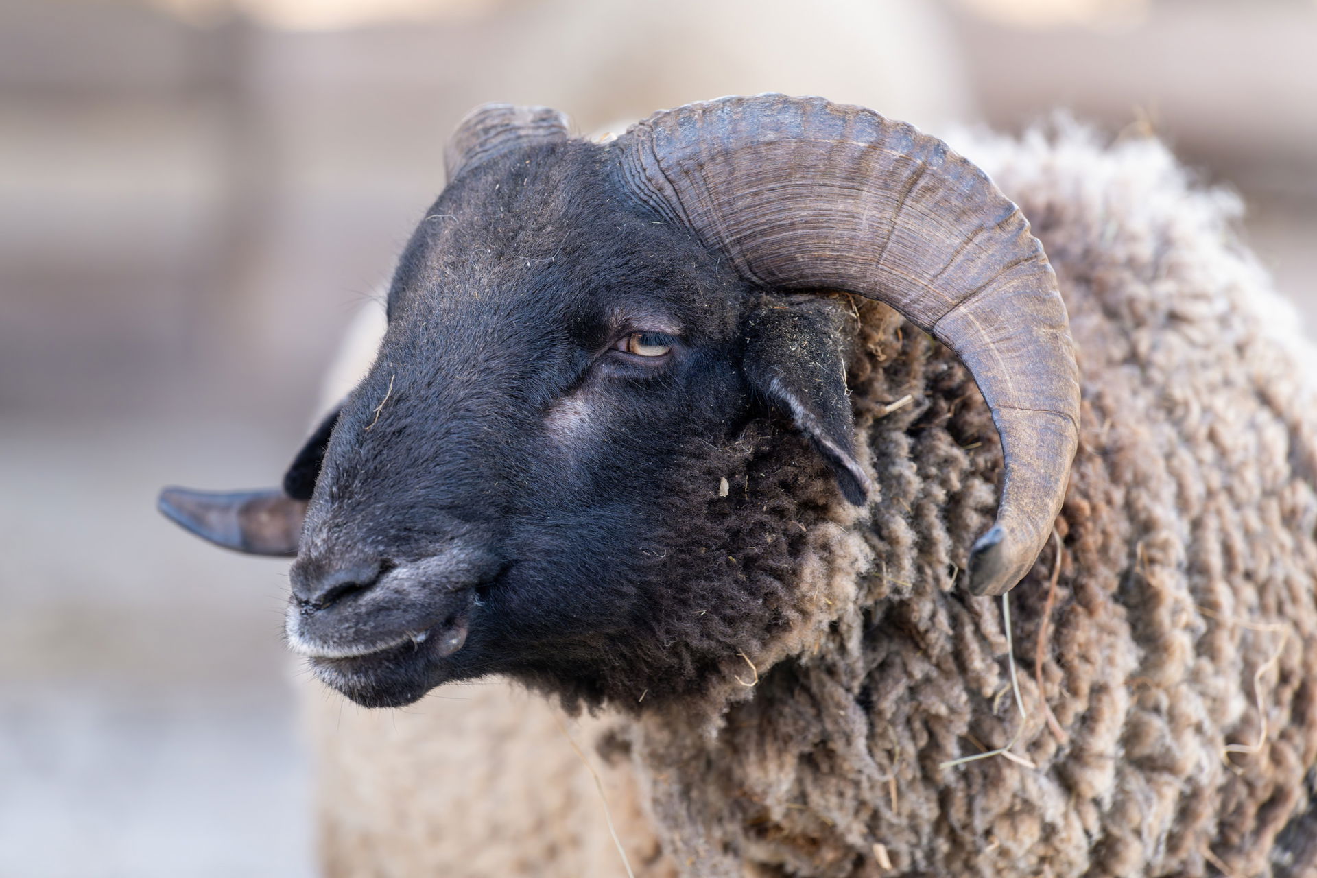 Bündner Oberländer Schaf Ovis gmelini aries im Zoolino des Zoo Zürich