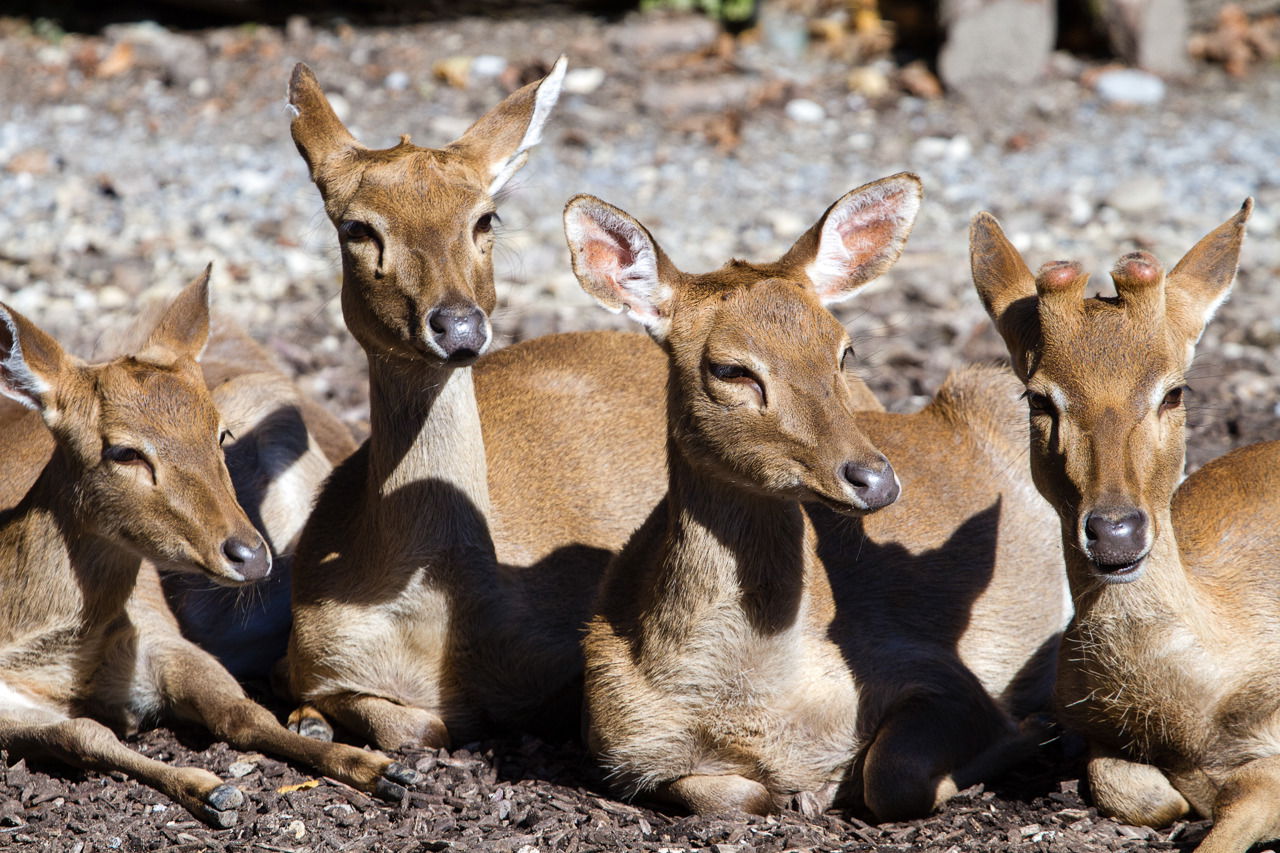 Burma-Leierhirsche (Cervus eldi thamin) im Zoo Zürich