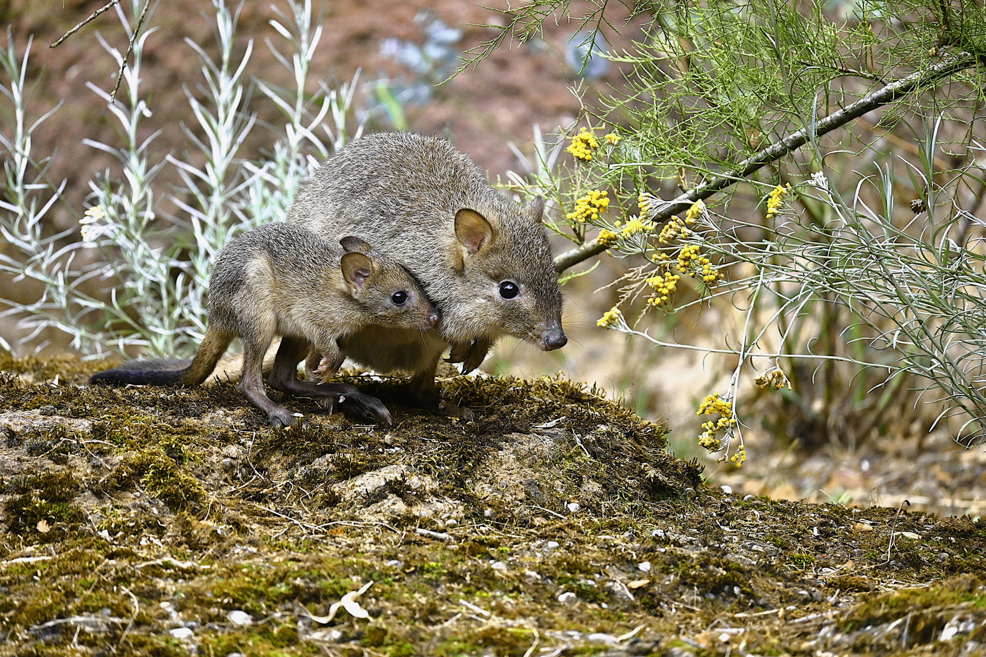 Bürstenschwanz-Rattenkängurus (Bettongia penicillata) im Zoo Zürich