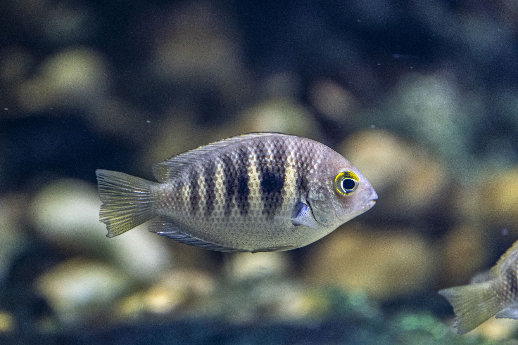 Canara-Buntbarsch im Aquarium im Zoo Zürich