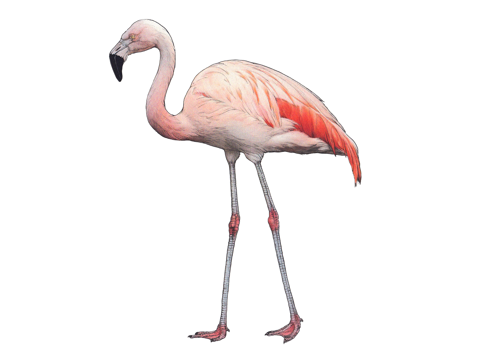 Wissenschaftliche Illustration des Chileflamingos.
