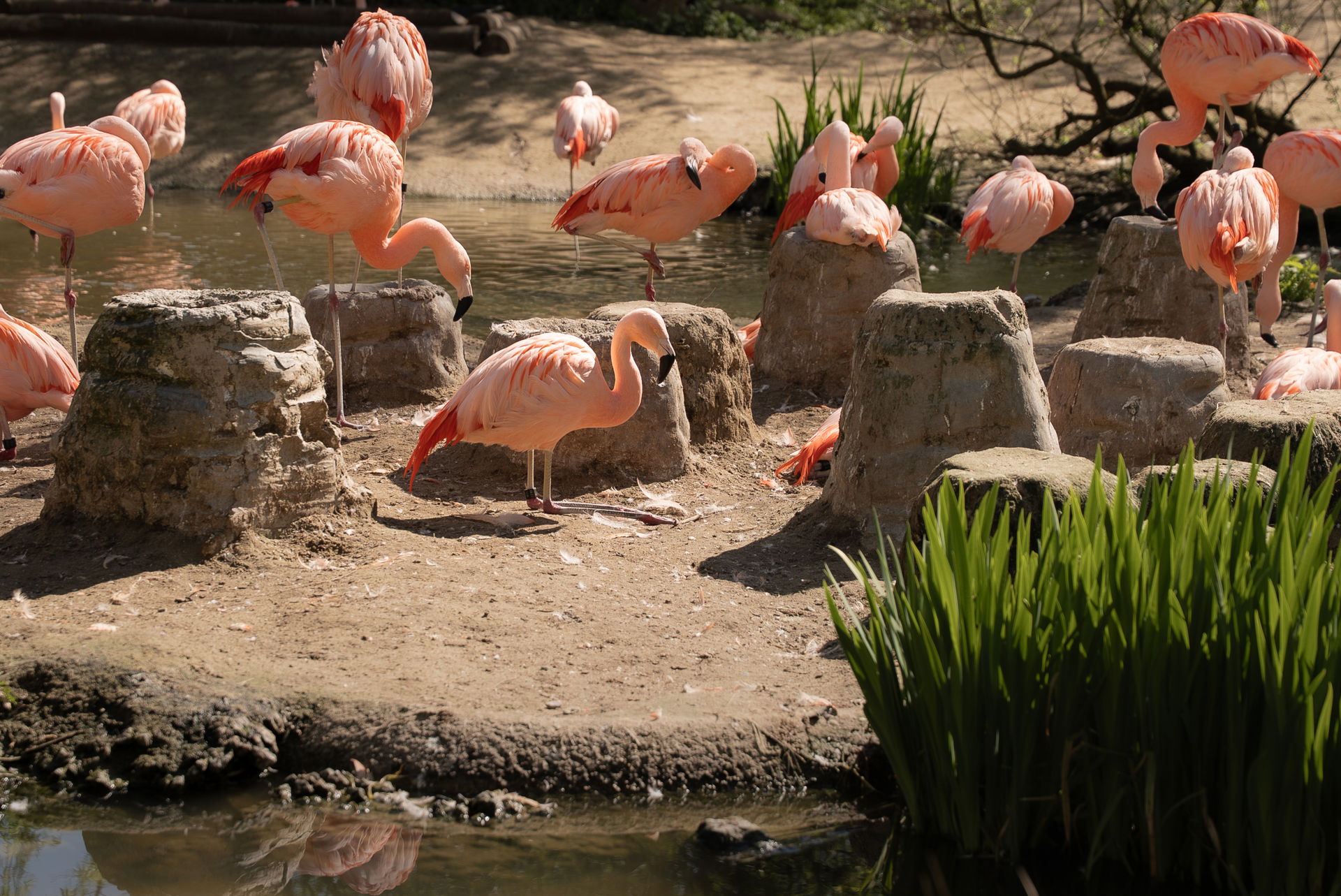Chileflamingos im Zoo Zürich.