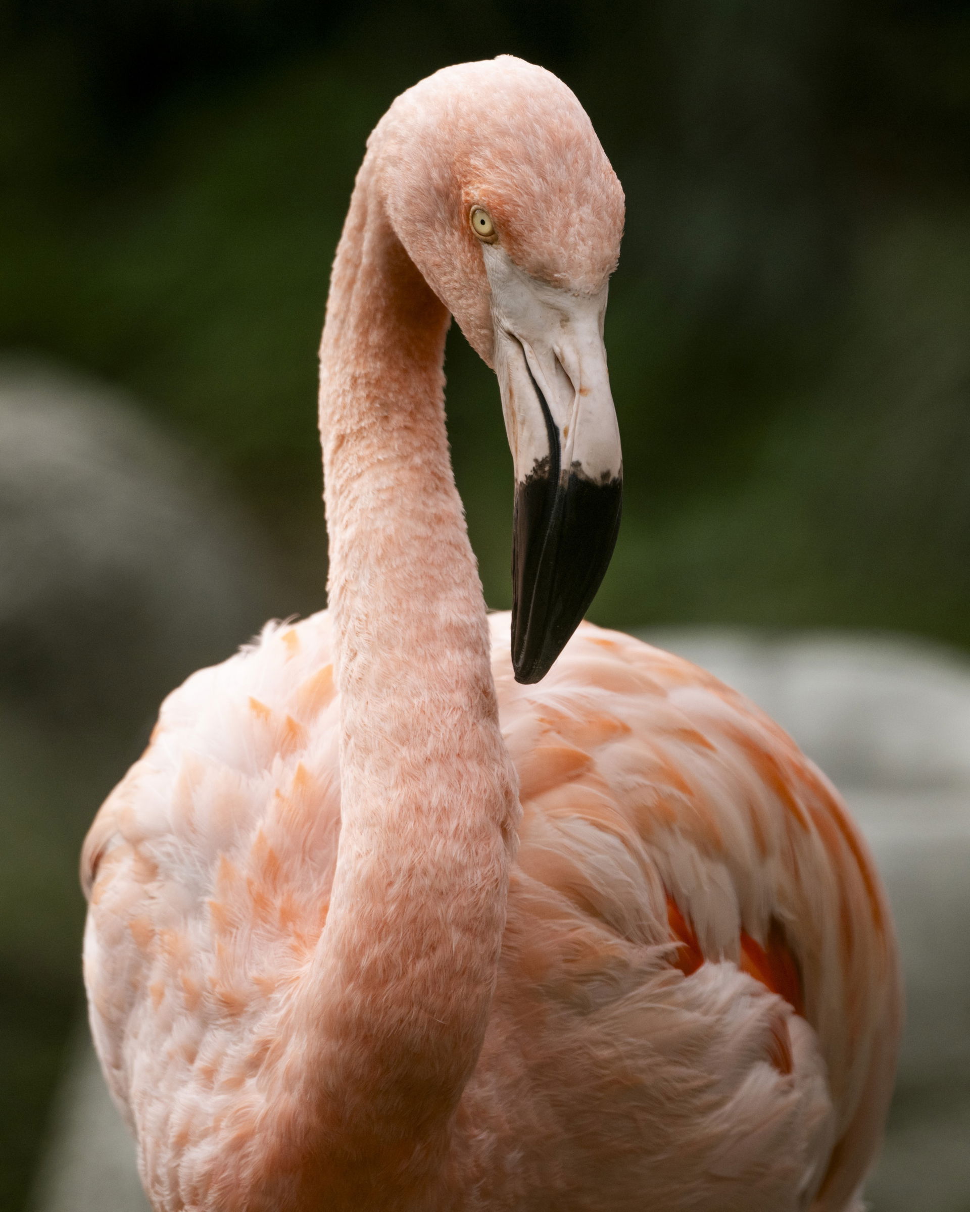Chileflamingo im Zoo Zürich.