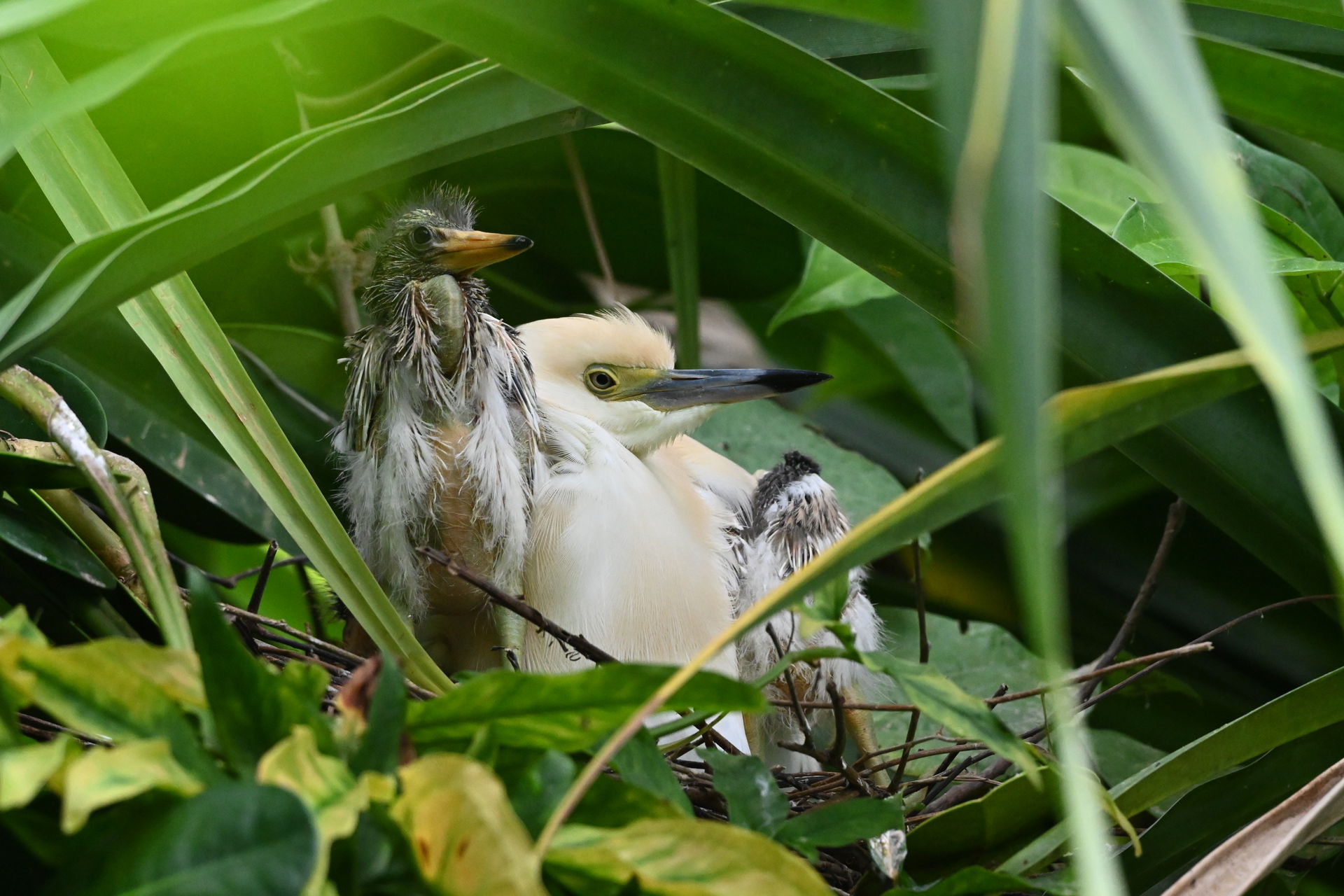 Dickschnabelreiher im Masoala Regenwald des Zoo Zürich
