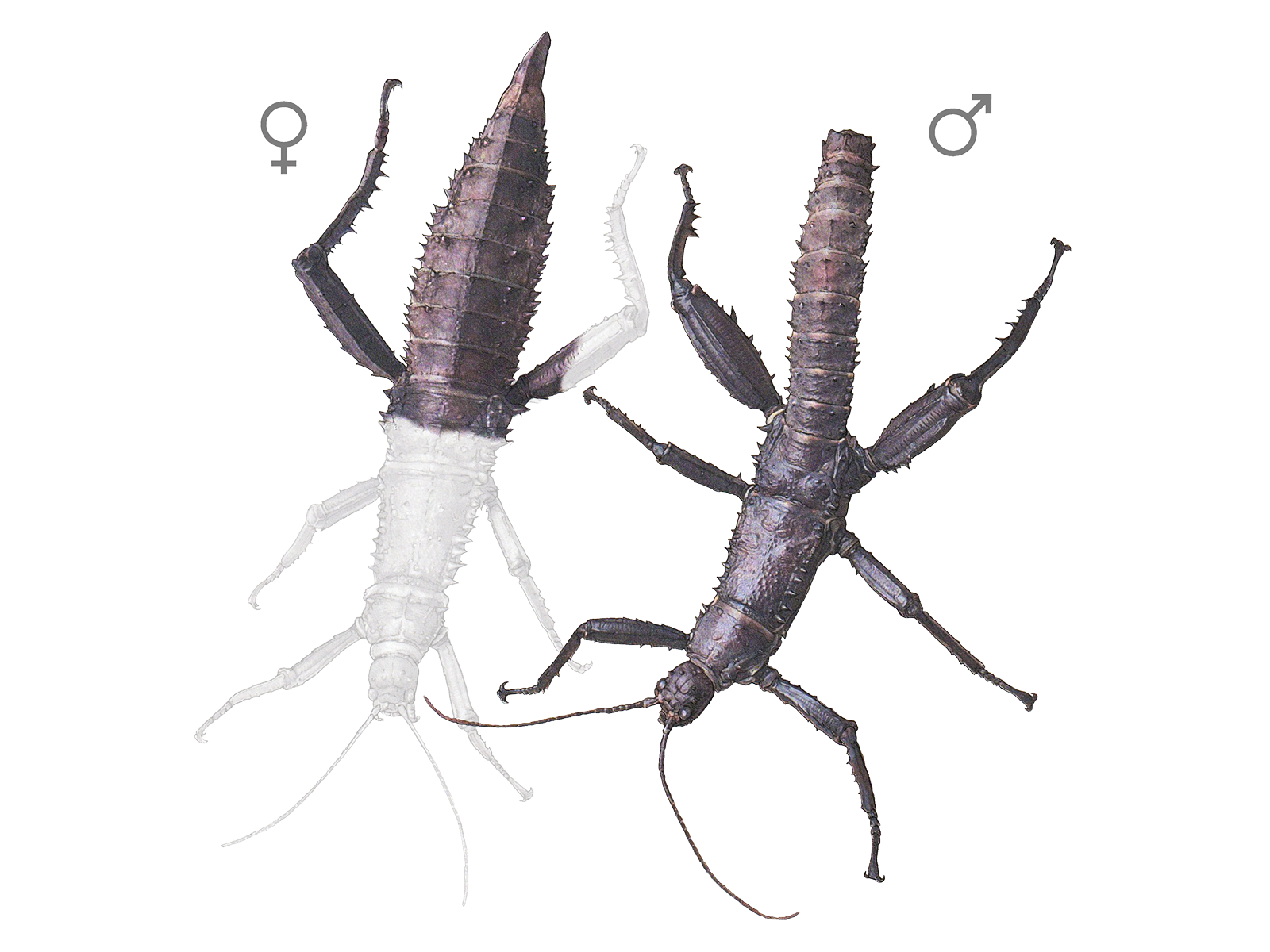 Wissenschaftliche Illustration der Dorngespenstschrecke.