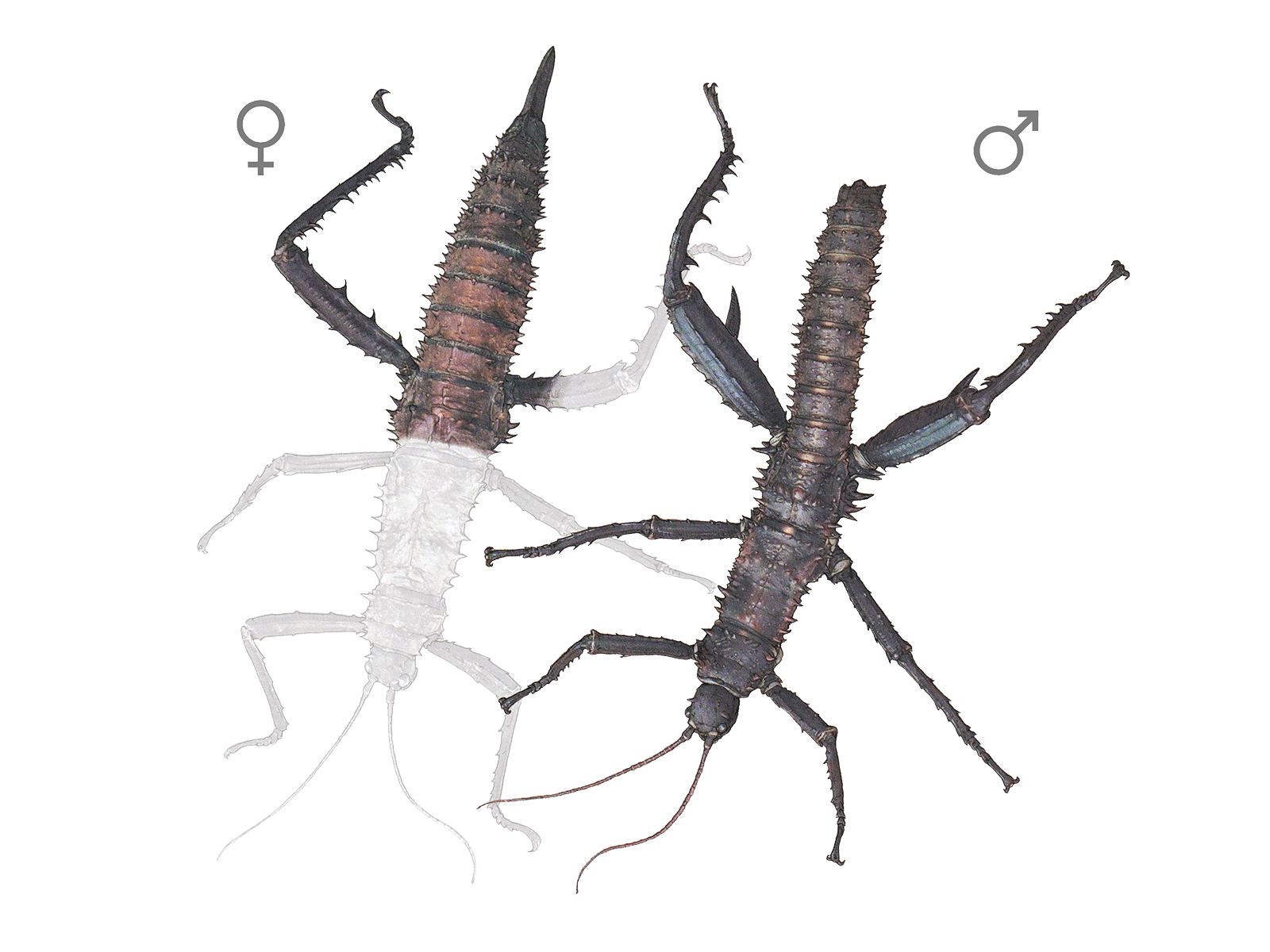 Wissenschaftliche Illustration der Dornschrecke.