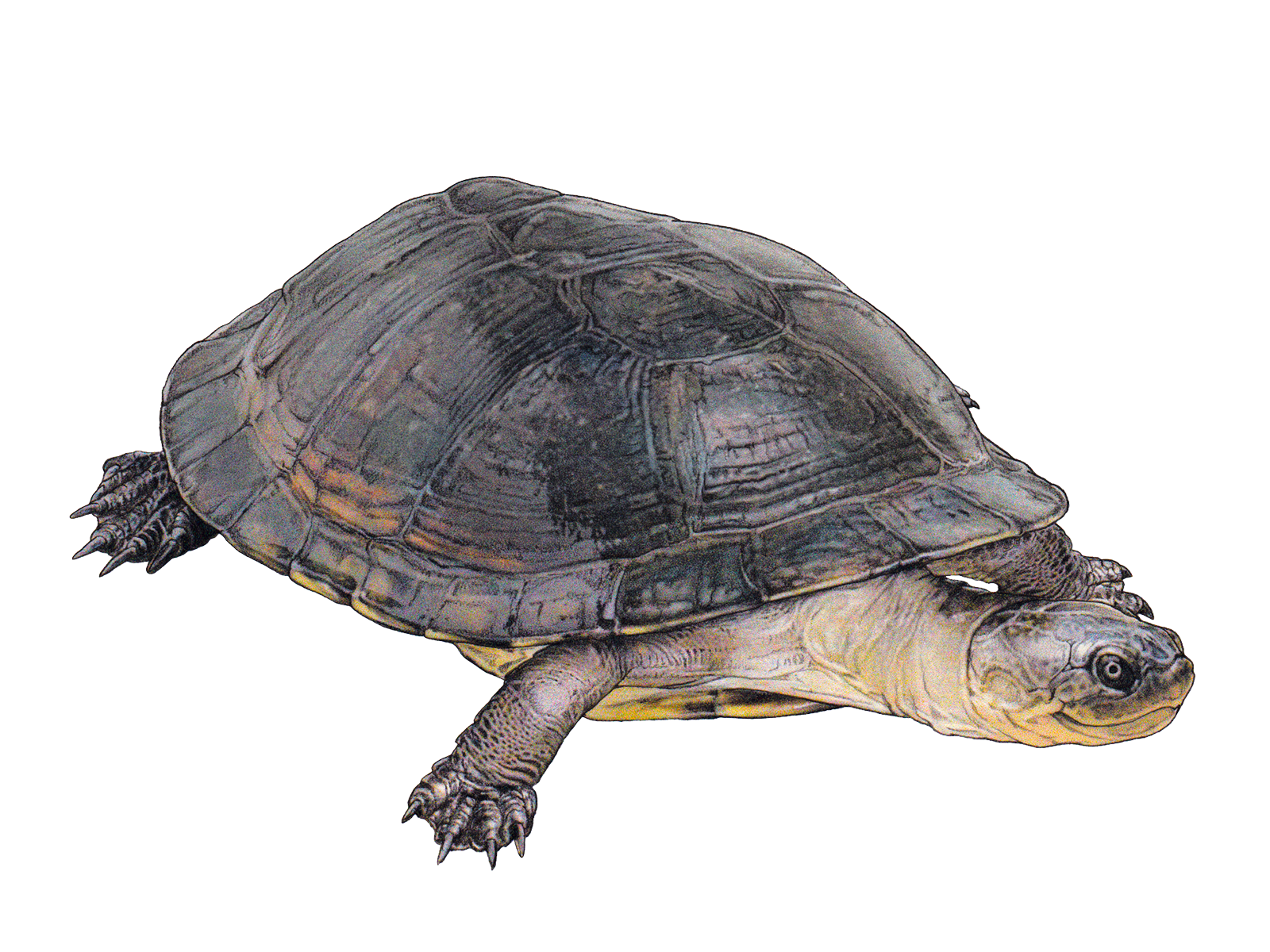 Wissenschaftliche Illustration der Dunklen Klappbrust-Pelomedusenschildkröte.