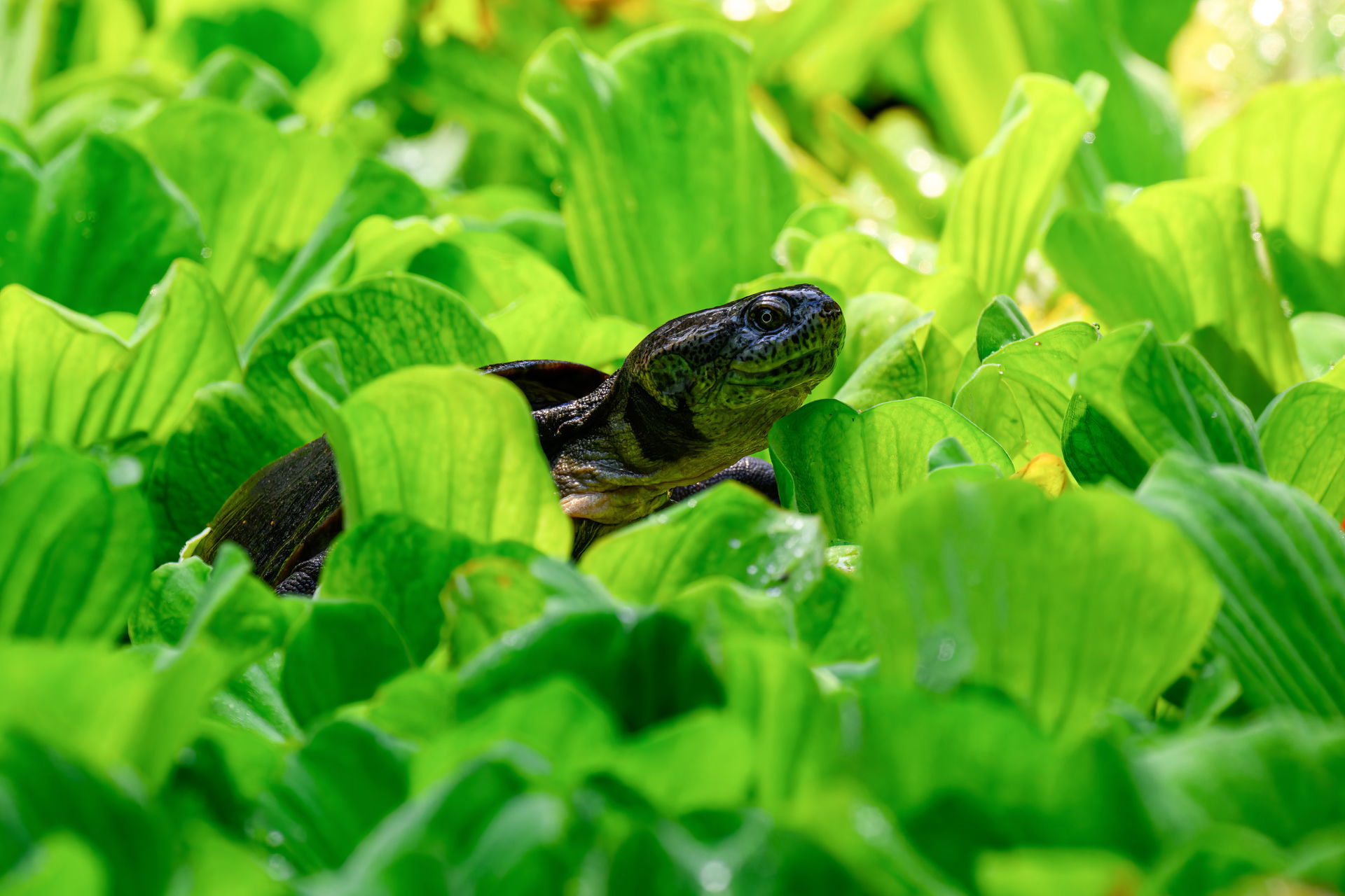 Dunkle Klappbrust-Pelomedusenschildkröte (Pelusios subniger) im Zoo Zürich