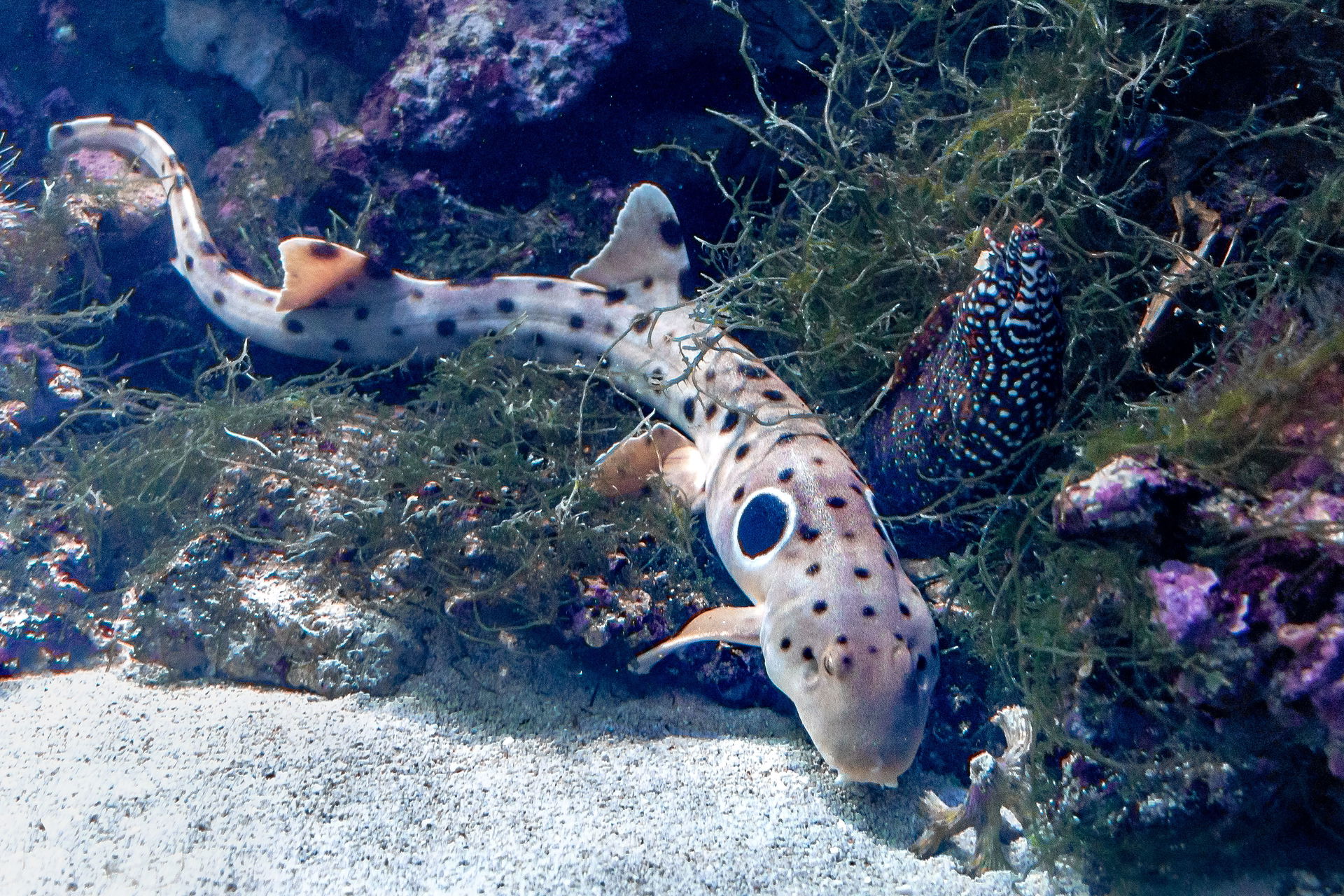 Epaulettehai im Aquarium im Zoo Zürich