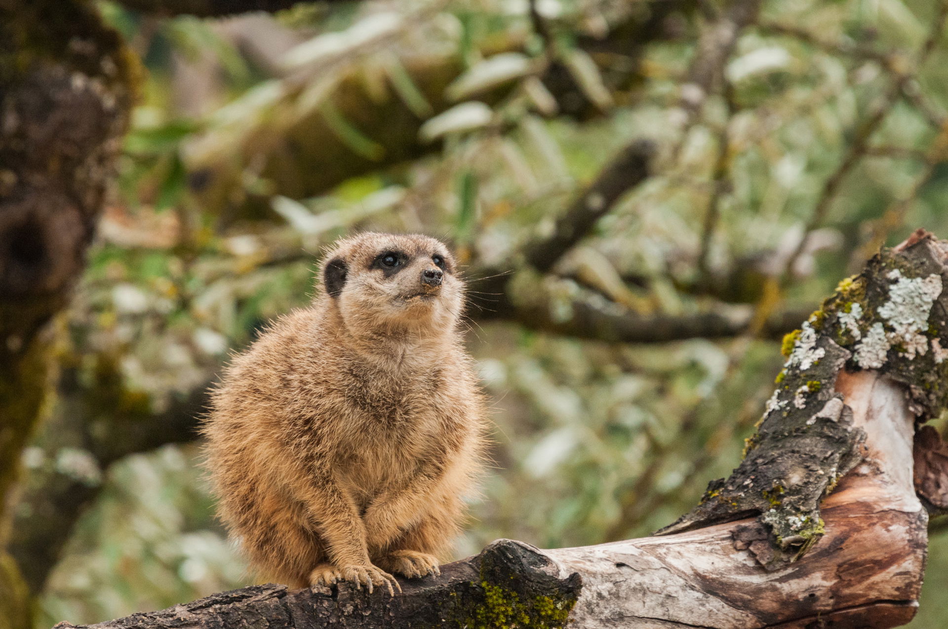 Erdmännchen (Suricata suricatta) im Zoo Zürich.