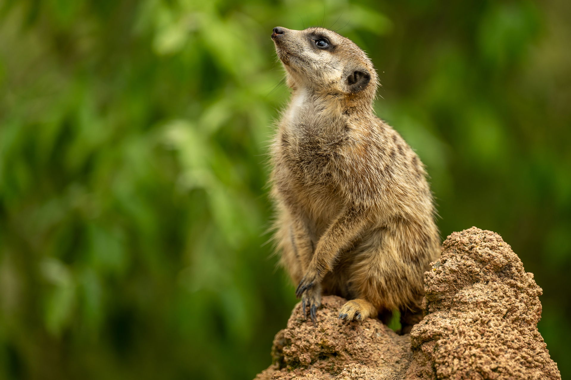 Erdmännchen (Suricata suricatta) im Zoo Zürich