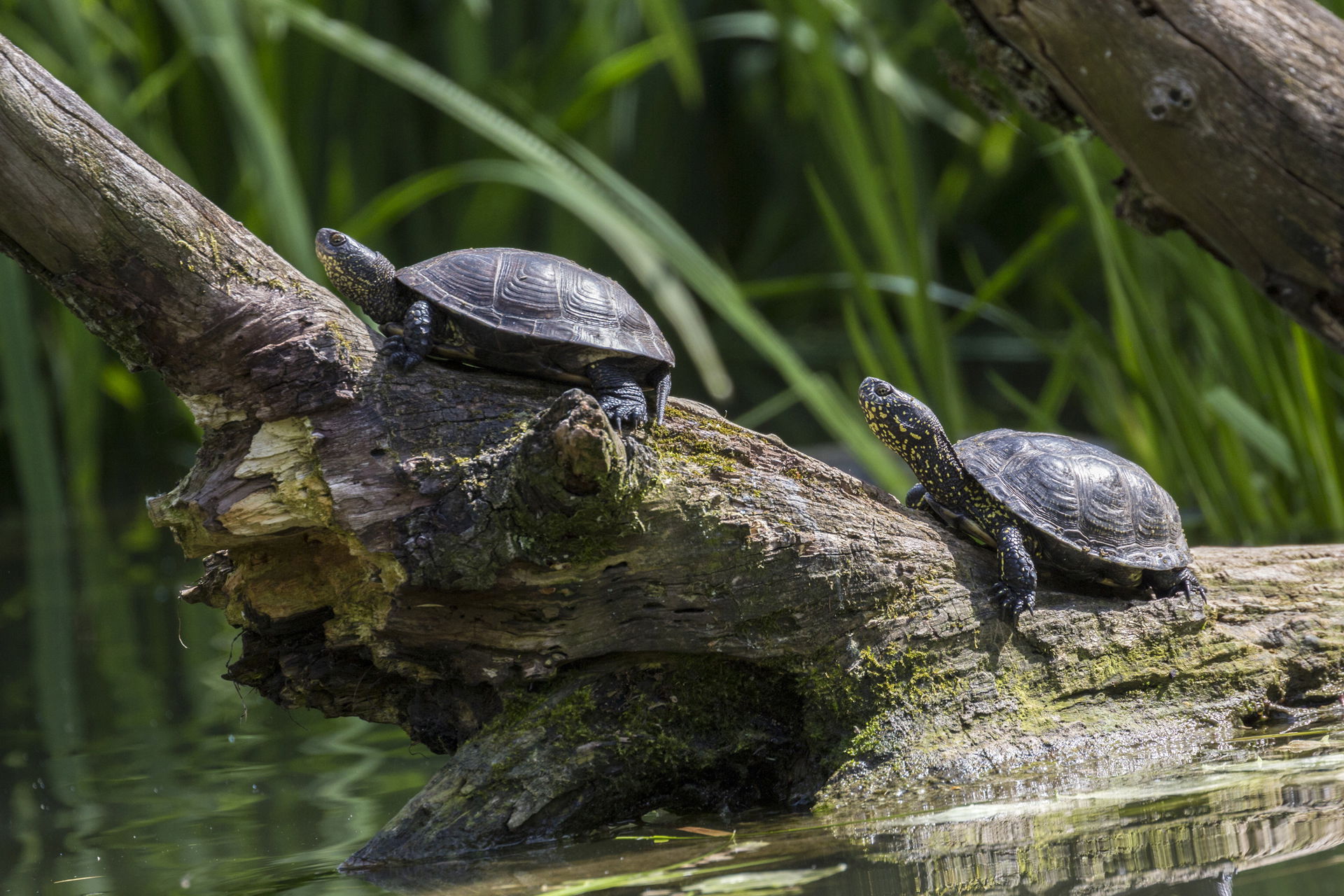 Europäische Sumpfschildkröten (Emys orbicularis) im Zoo Zürich