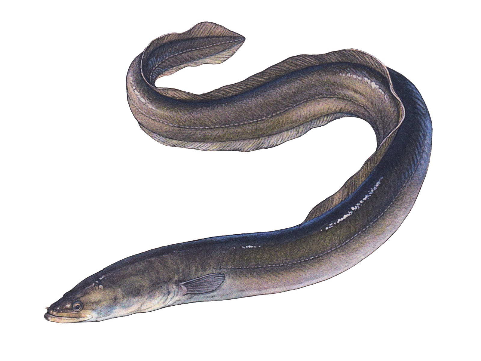 Wissenschaftliche Illustration des Europäischen Aals.