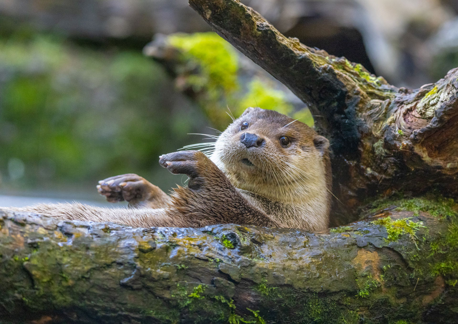Europäischer Fischotter im Zoo Zürich