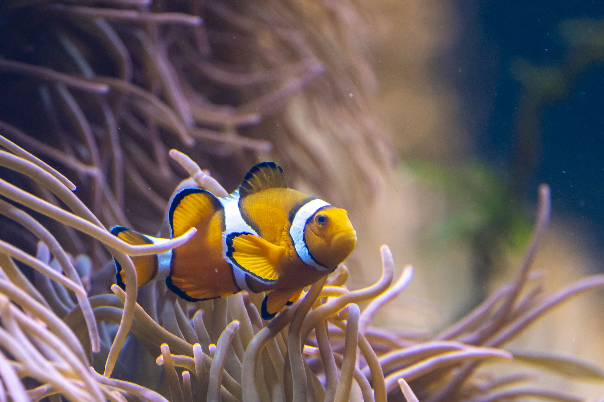 Falscher Clownfisch im Aquarium im Zoo Zürich