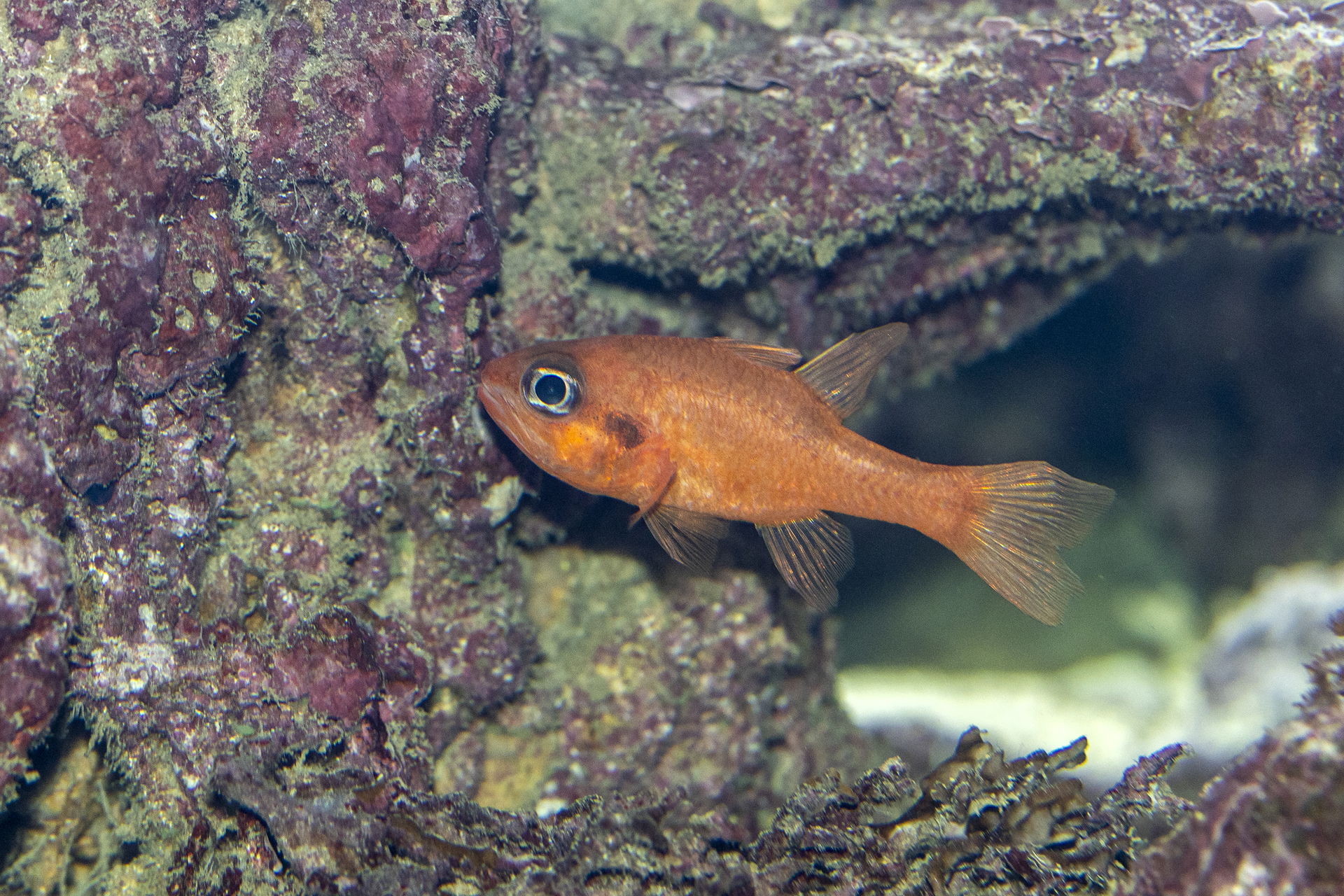 Flammen-Kardinalbarsch im Aquarium im Zoo Zürich