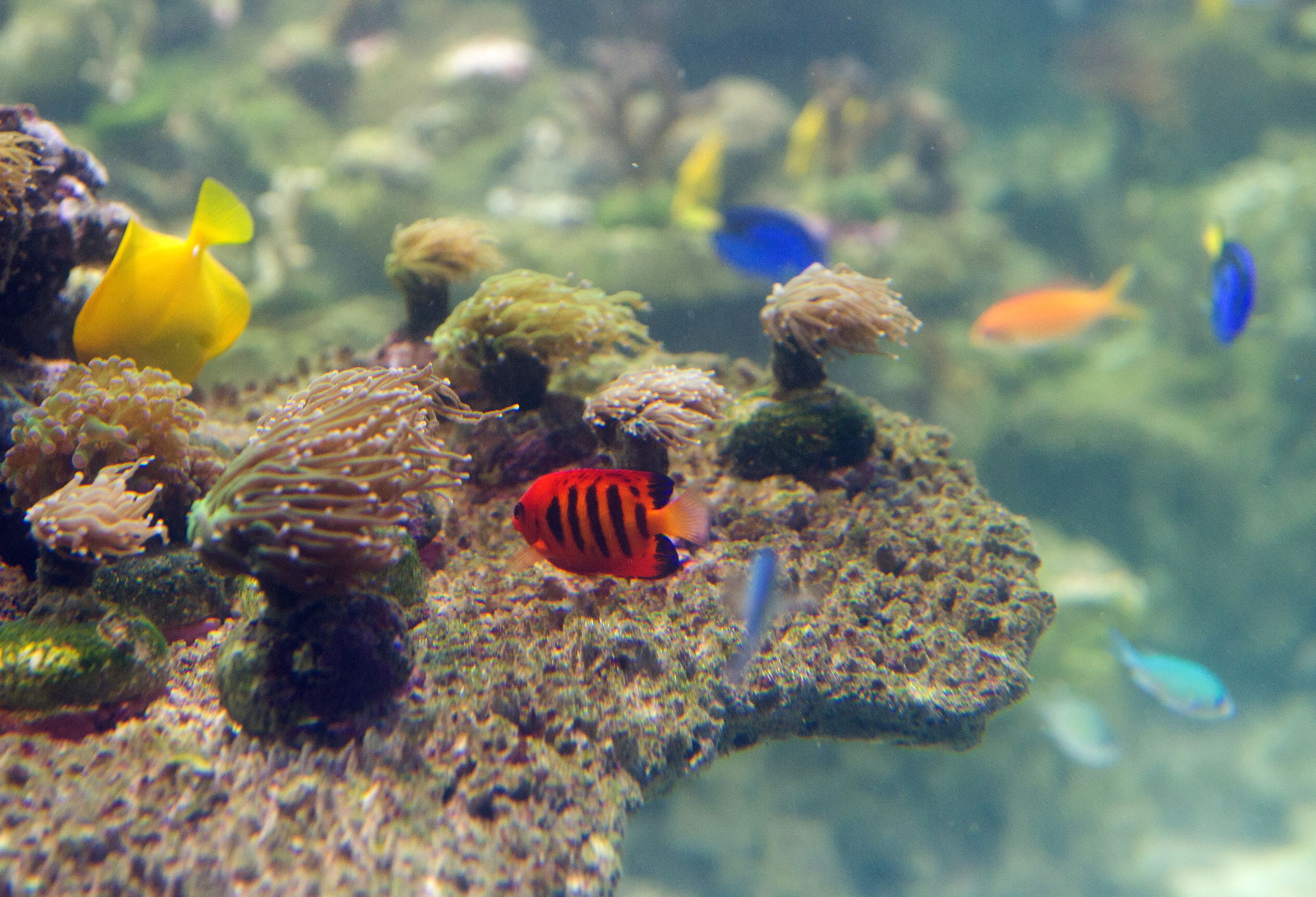 Flammen-Zwergkaiserfisch im Aquarium des Zoo Zürich