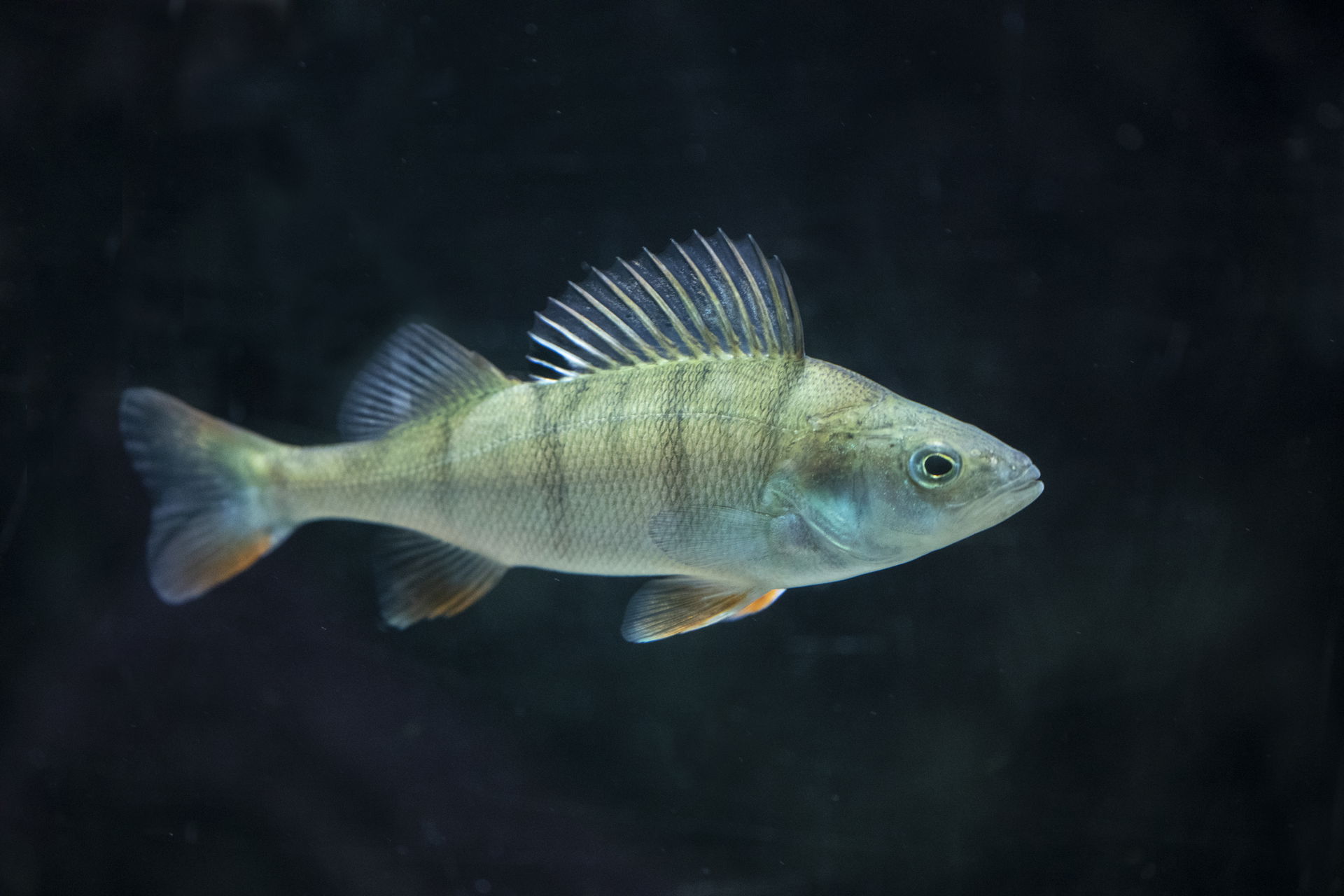 Flussbarsch, Egli im Aquarium im Zoo Zürich