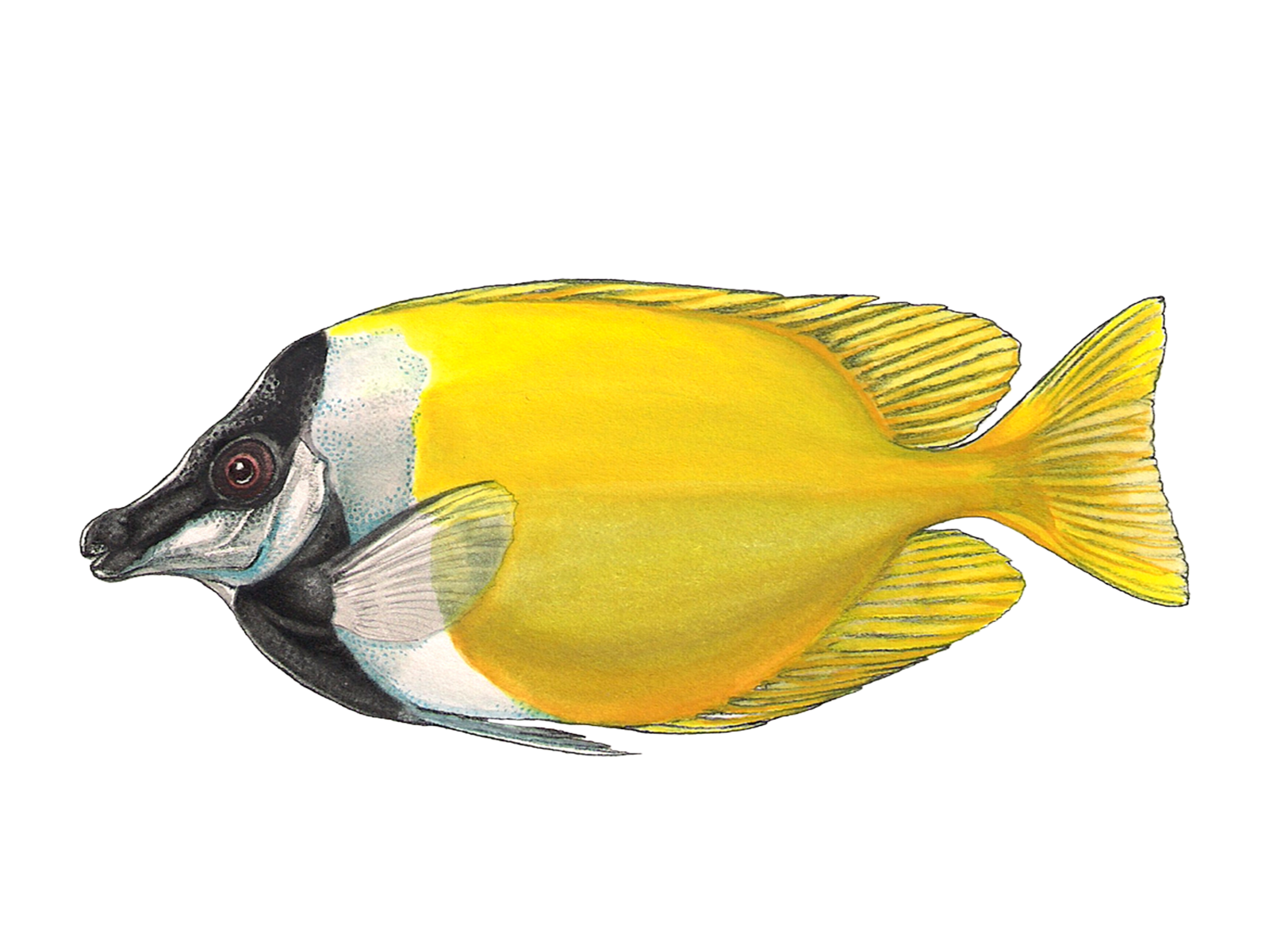 Wissenschaftliche Illustration des Fuchsgesichts.