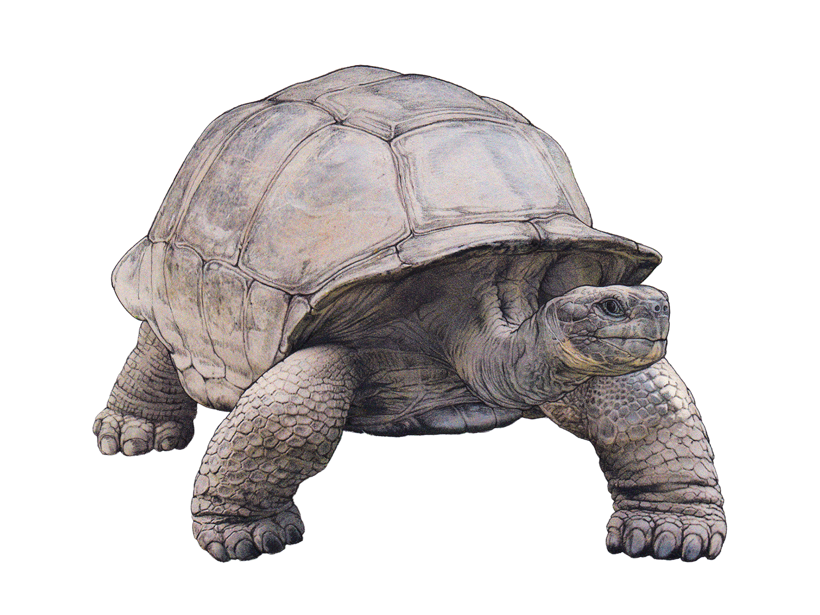 Wissenschaftliche Illustration der Galapagos-Riesenschildkröte.