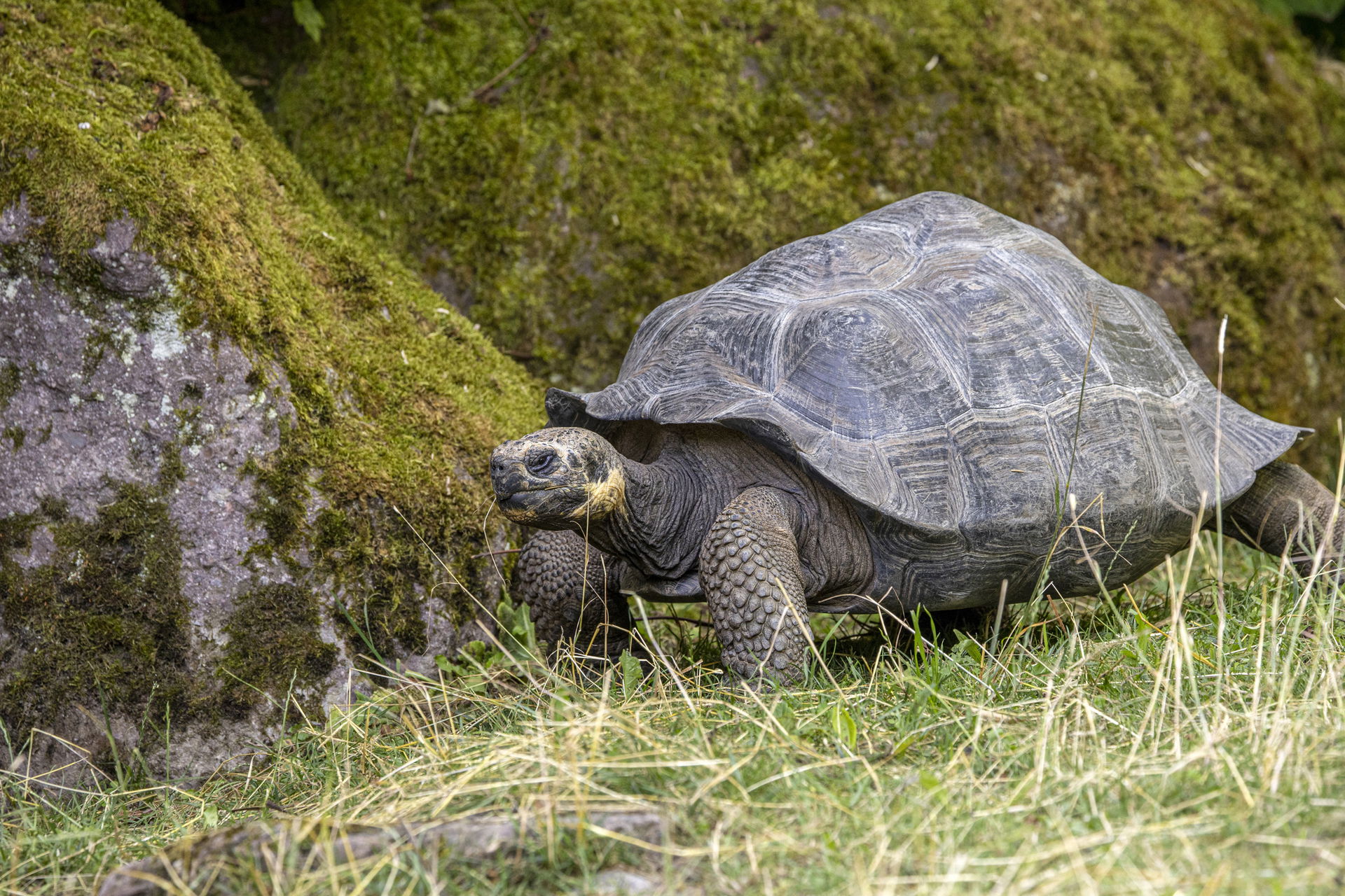 Galapagos-Riesenschildkröte (Chelonoidis nigra) im Zoo Zürich