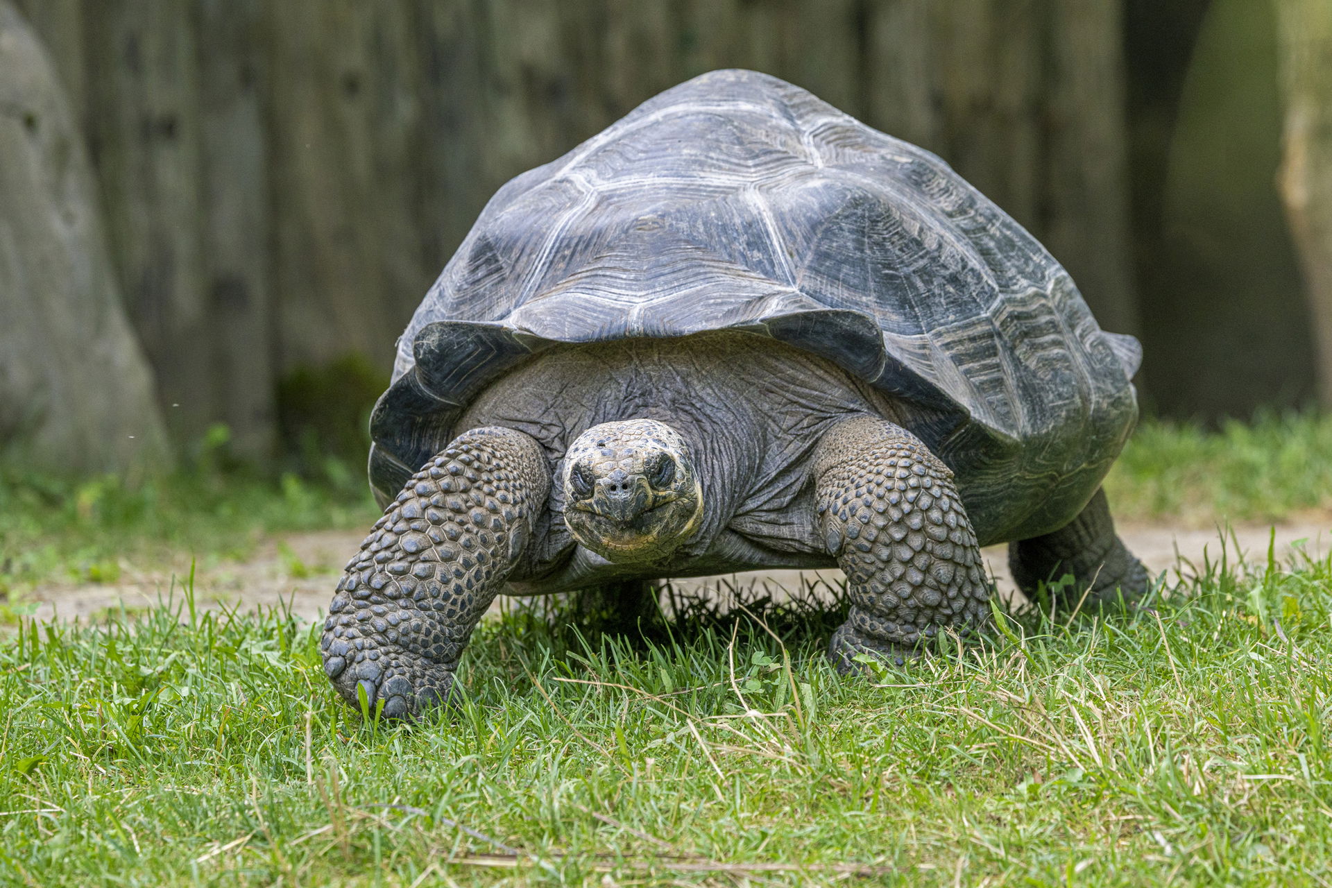 Galapagos-Riesenschildkröte (Chelonoidis nigra) im Zoo Zürich.