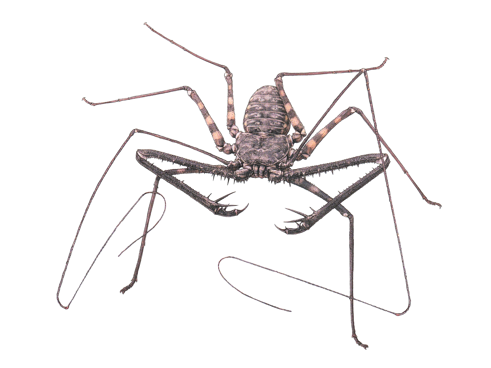 Wissenschaftliche Illustration der Geisselspinne.