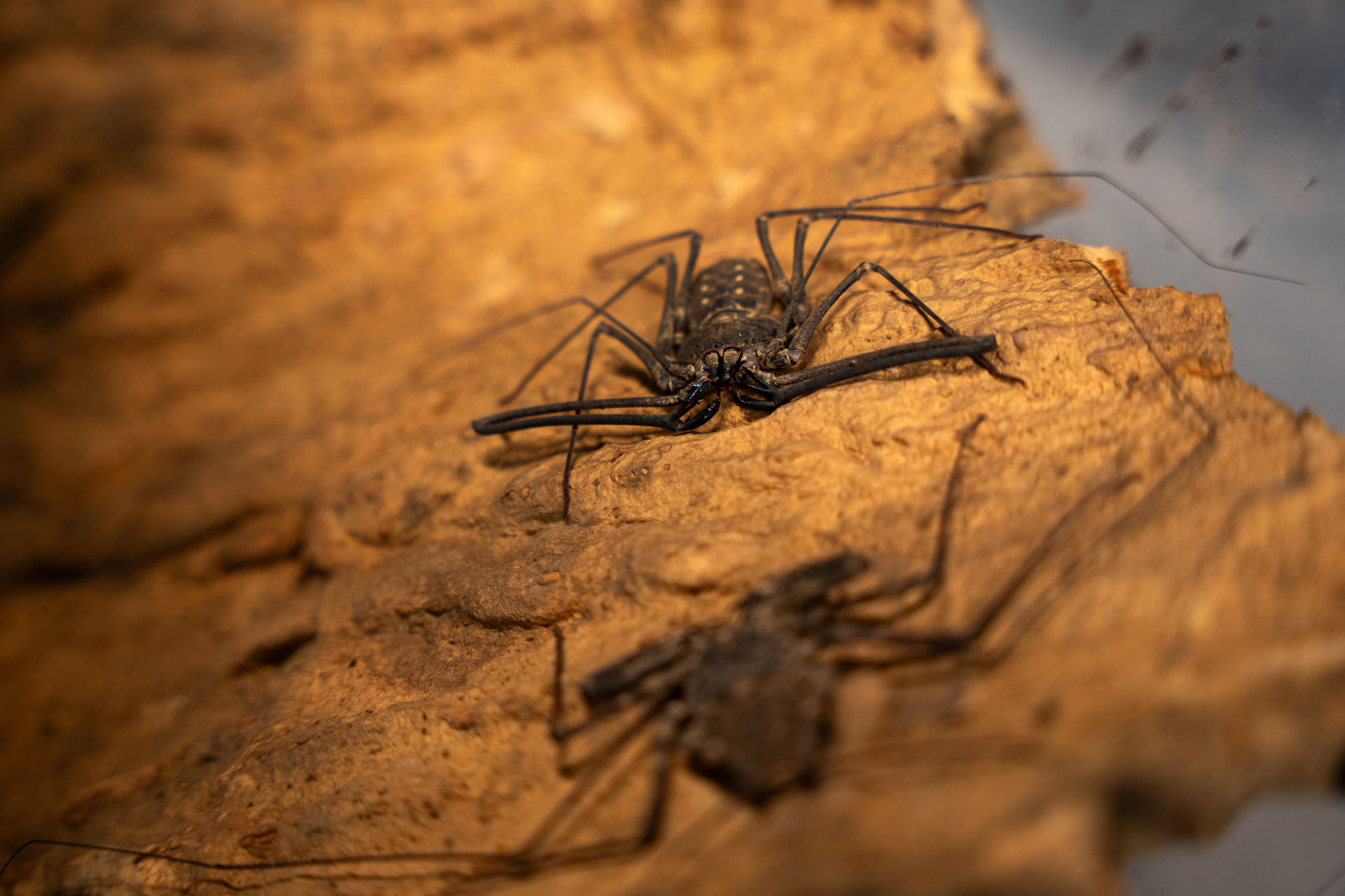 Geisselspinne (Damon johnstonii) im Insektenwald des Zoo Zürich
