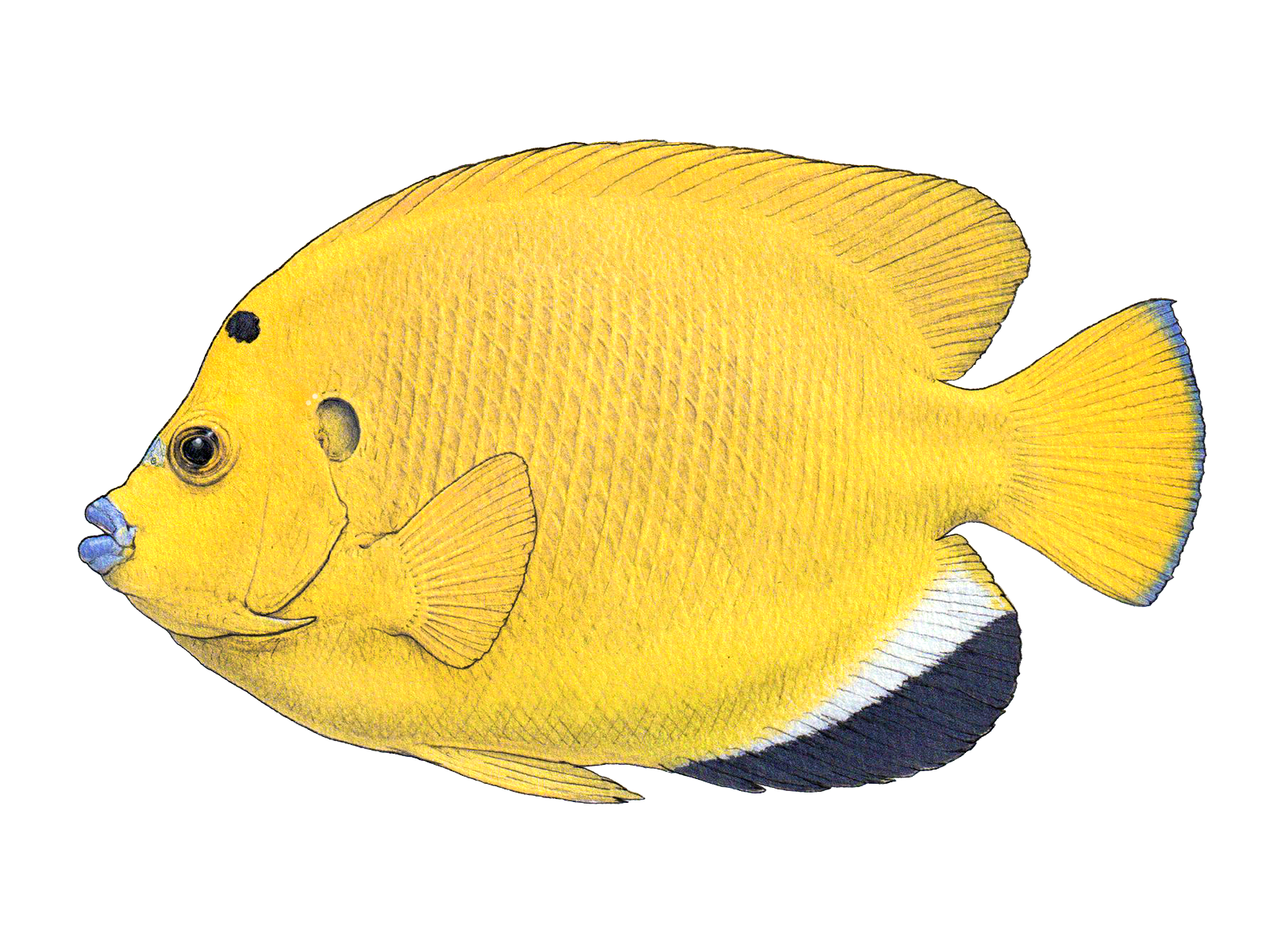 Wissenschaftliche Illustration des Gelben Dreipunkt-Rauchkaiserfischs