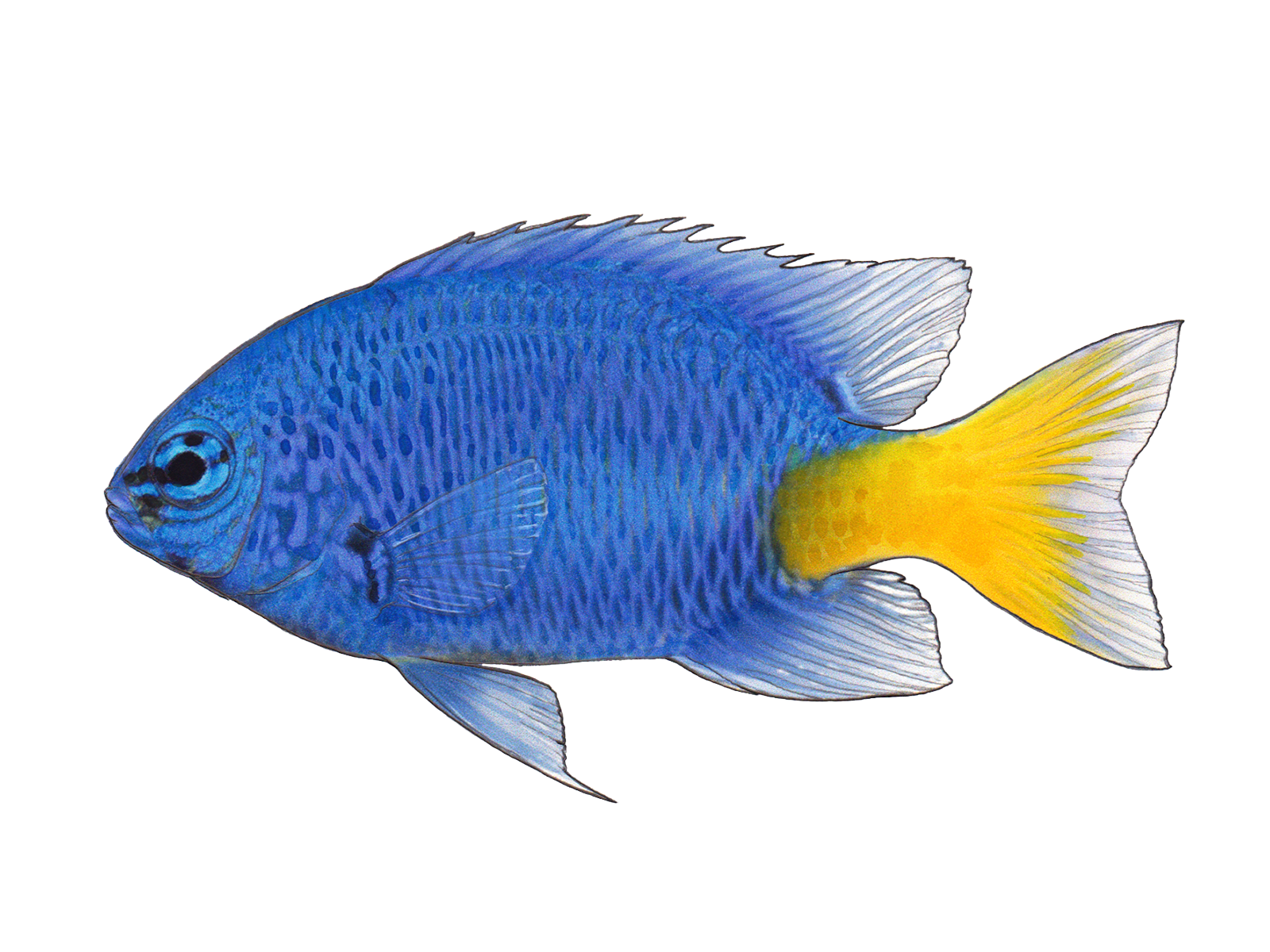 Wissenschaftliche Illustration der Gelbschwanzdemoiselle.
