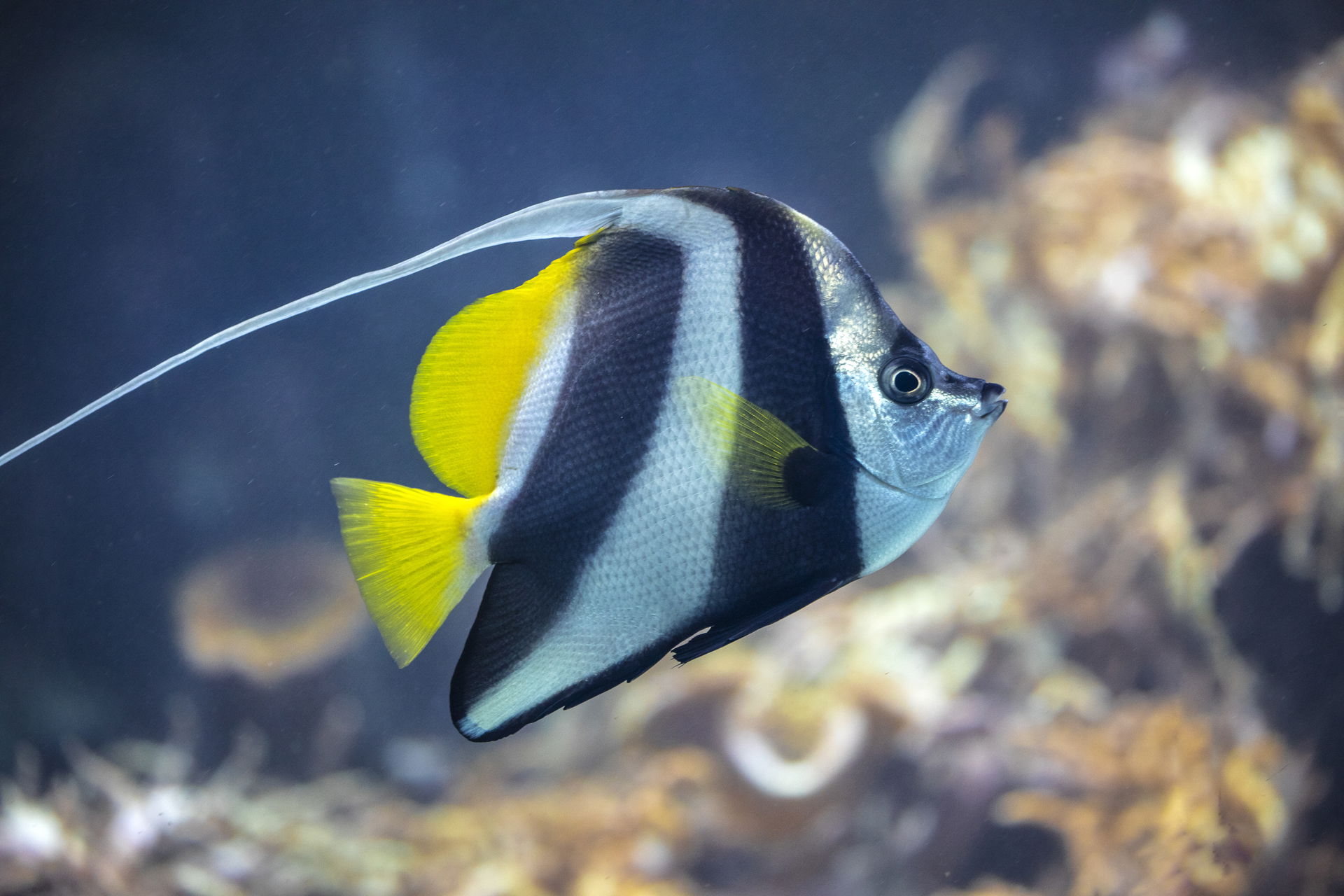 Gemeiner Wimpelfisch im Aquarium des Zoo Zürich