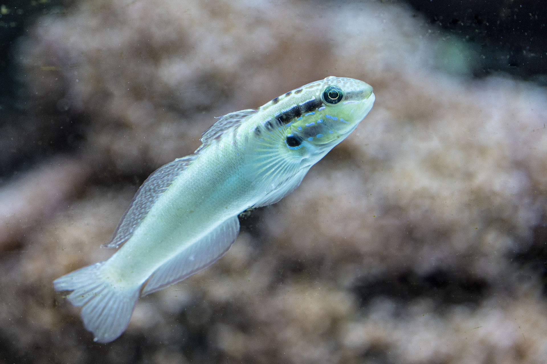 Gepunktete Sandgrundel im Aquarium des Zoo Zürich