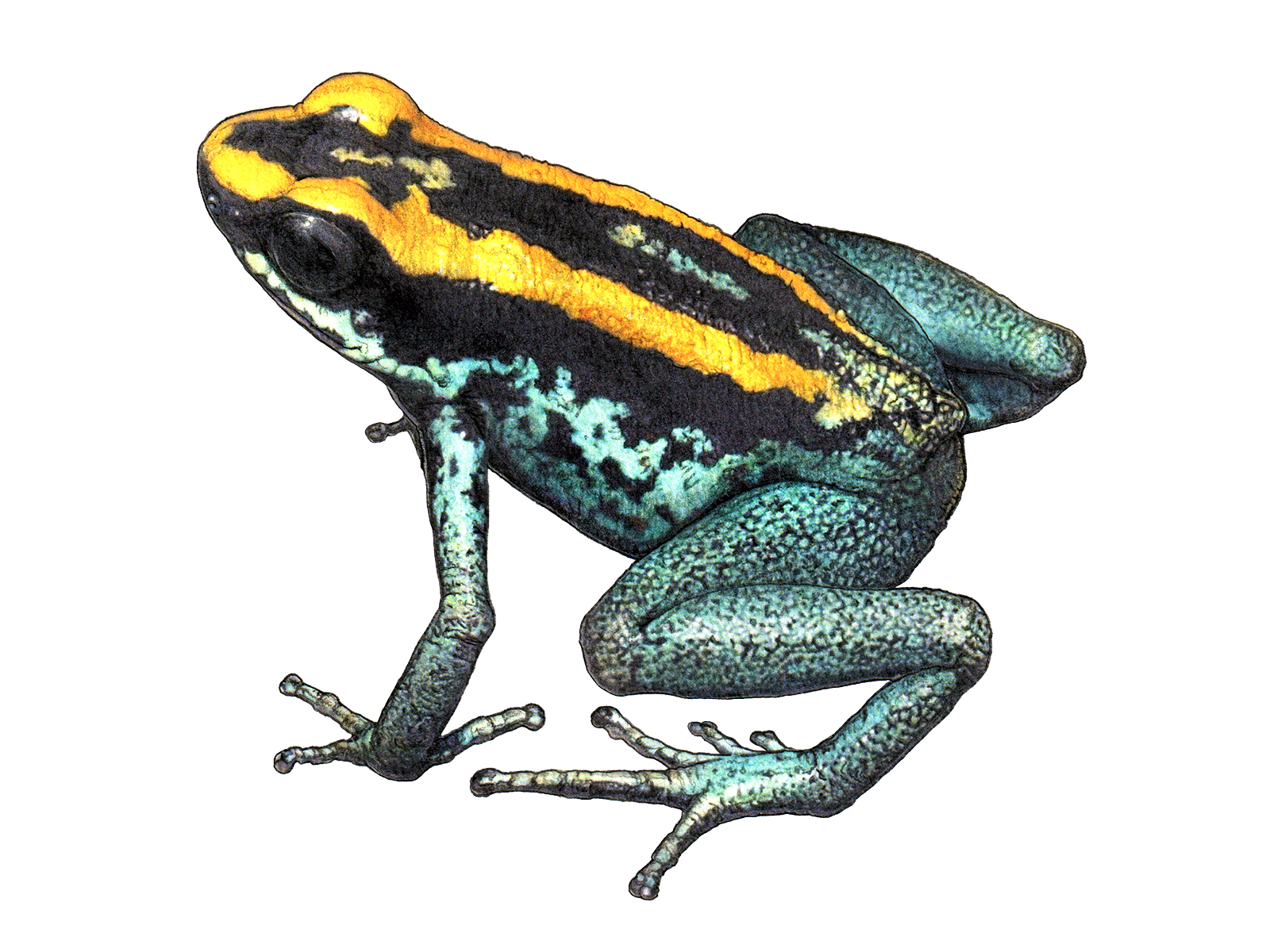 Wissenschaftliche Illustration des Gestreiften Blattsteigers.