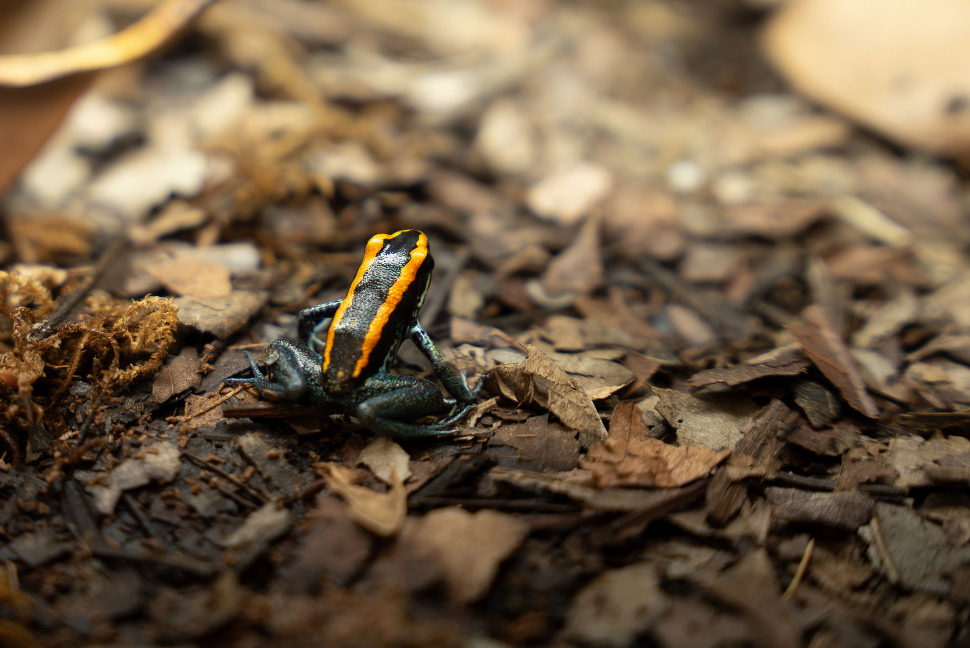 Der Gestreifte Blattsteiger (Phyllobates vittatus ) ist im Zoo Zürich in der Forschungsstation zu finden.