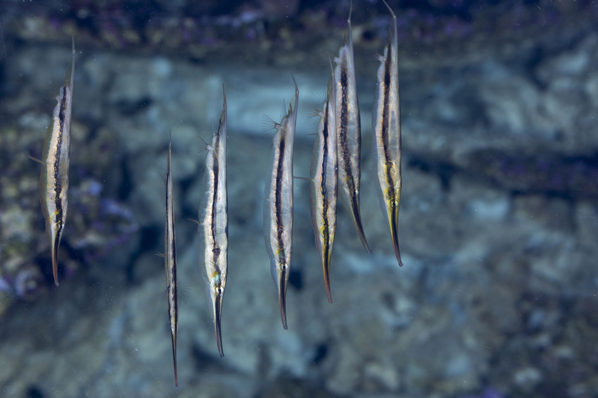 Gestreifter Schnepfenmesserfisch im Aquarium des Zoo Zürich