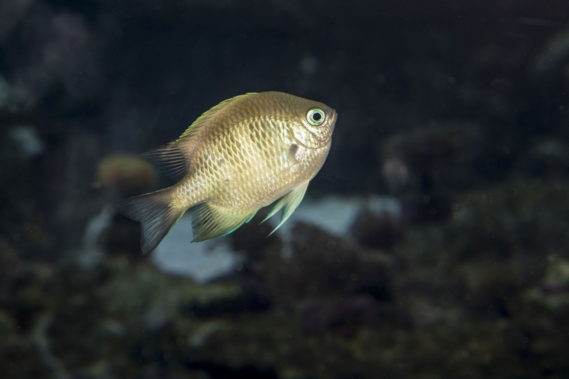 Geweihkorallen-Riffbarsch im Aquarium im Zoo Zürich