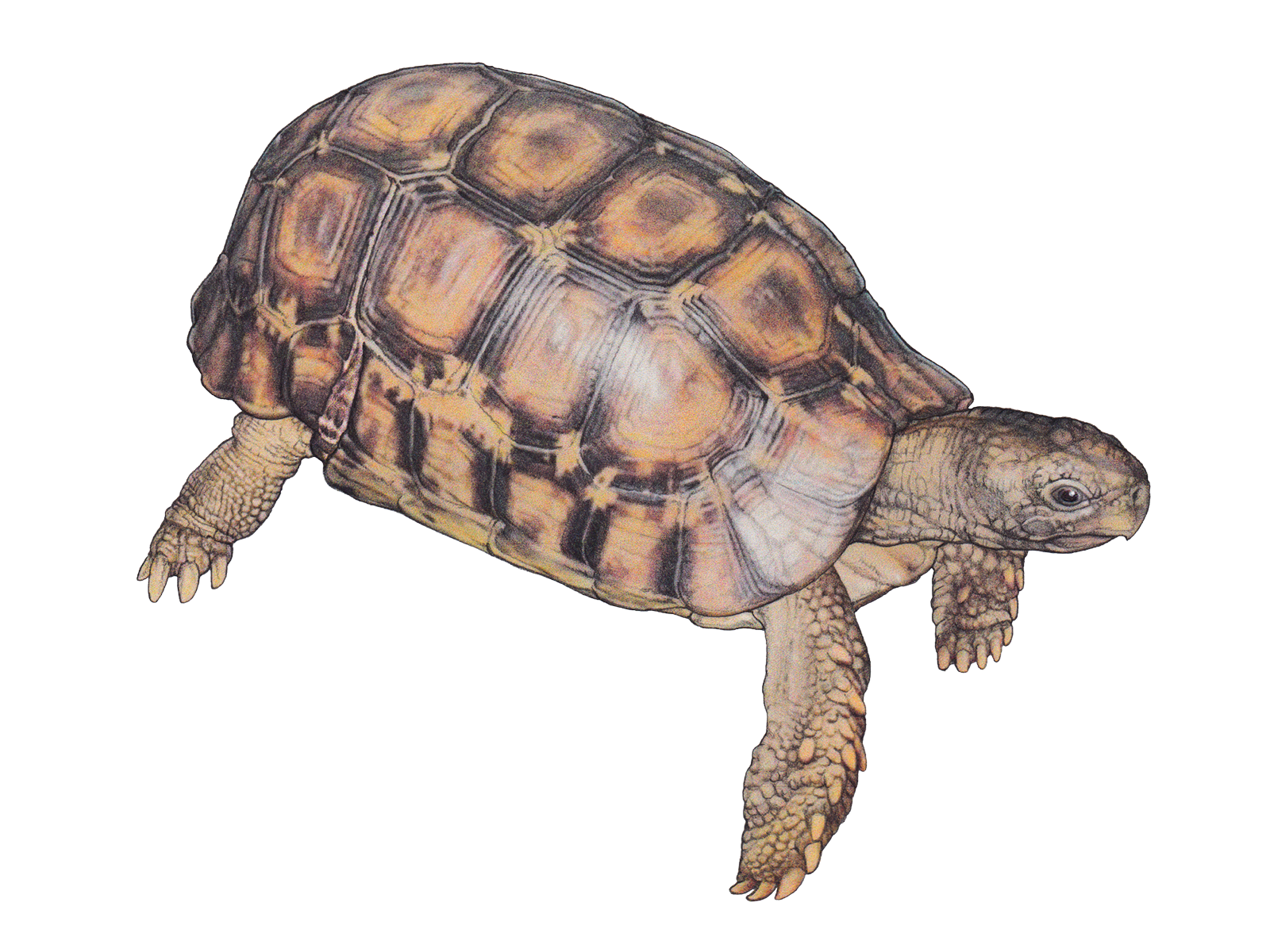 Wissenschaftliche Illustration der Glattrand-Gelenkschildkröte.