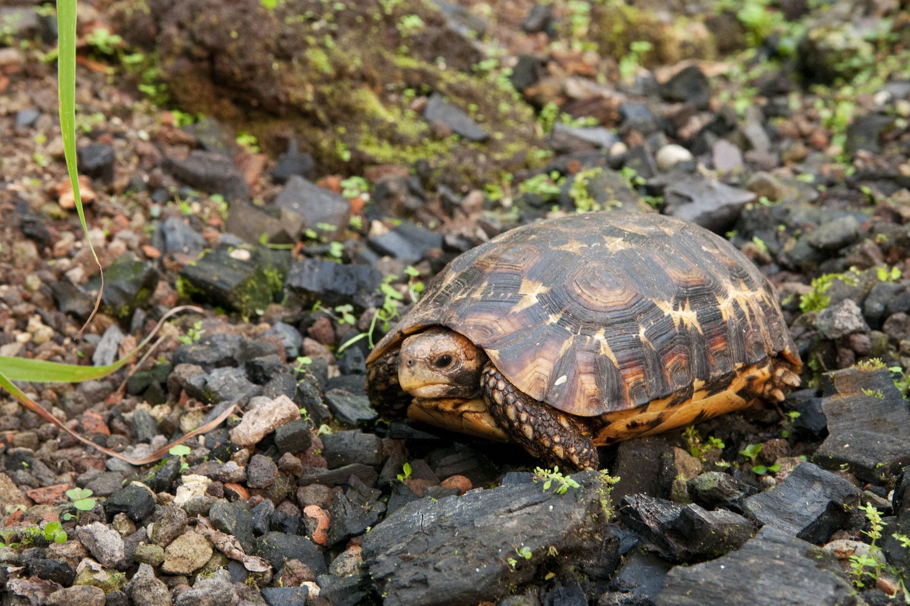 Glattrand-Gelenkschildkröte (Kinixys belliana) im Zoo Zürich