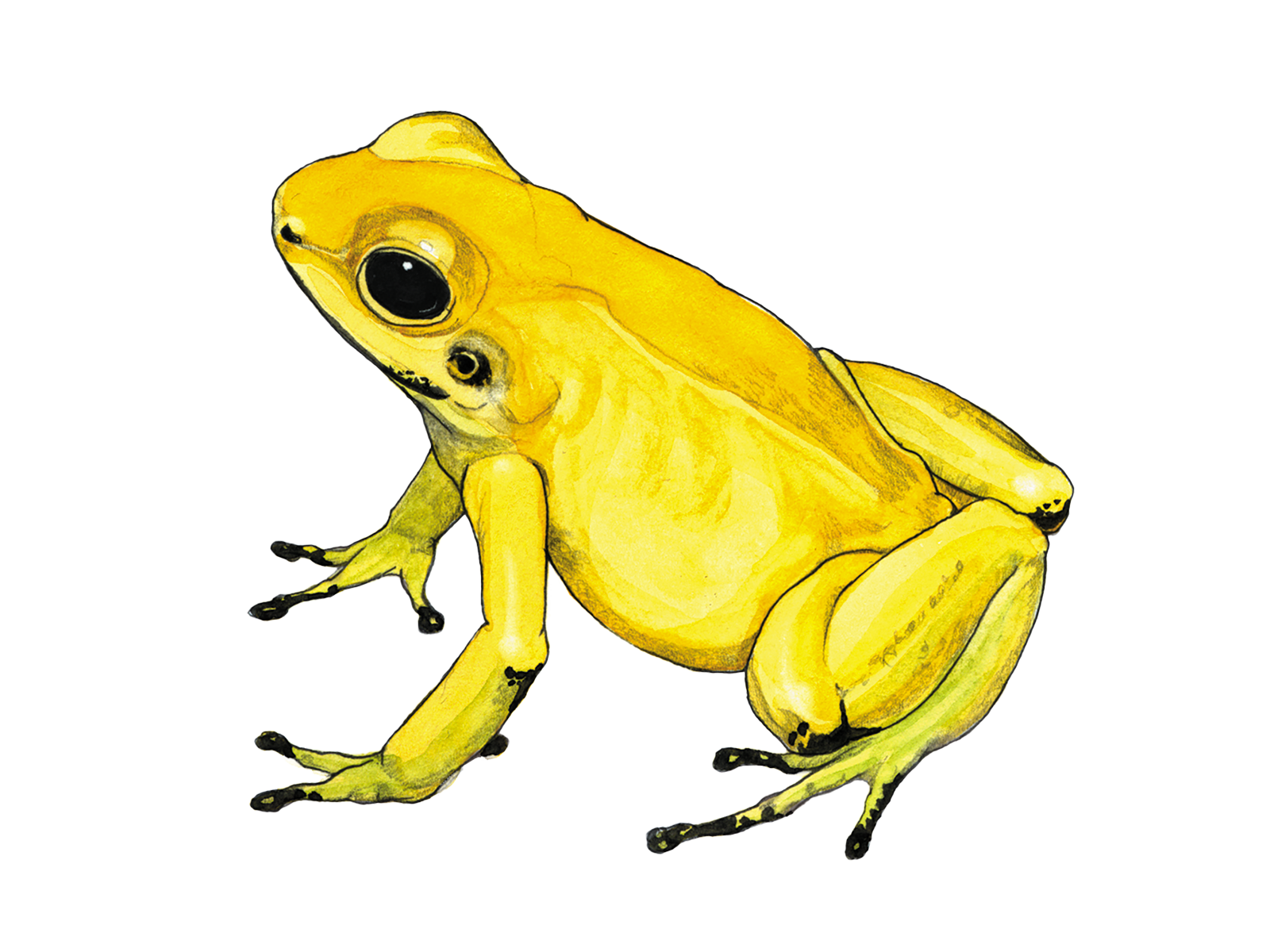 Wissenschaftliche Illustration des Goldenen Pfeilgiftfrosches.