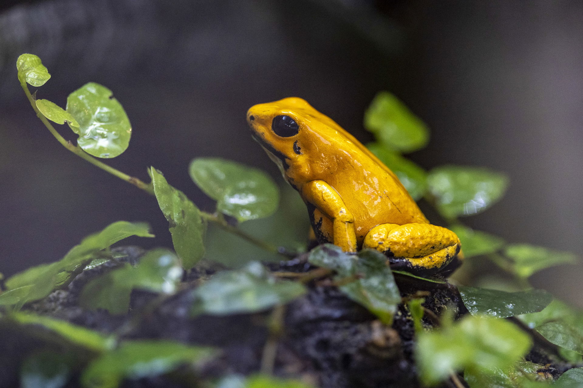 Der Goldene Pfeilgiftfrosch (Phyllobates terribilis) ist im Zoo Zürich im Terrarium zu finden.
