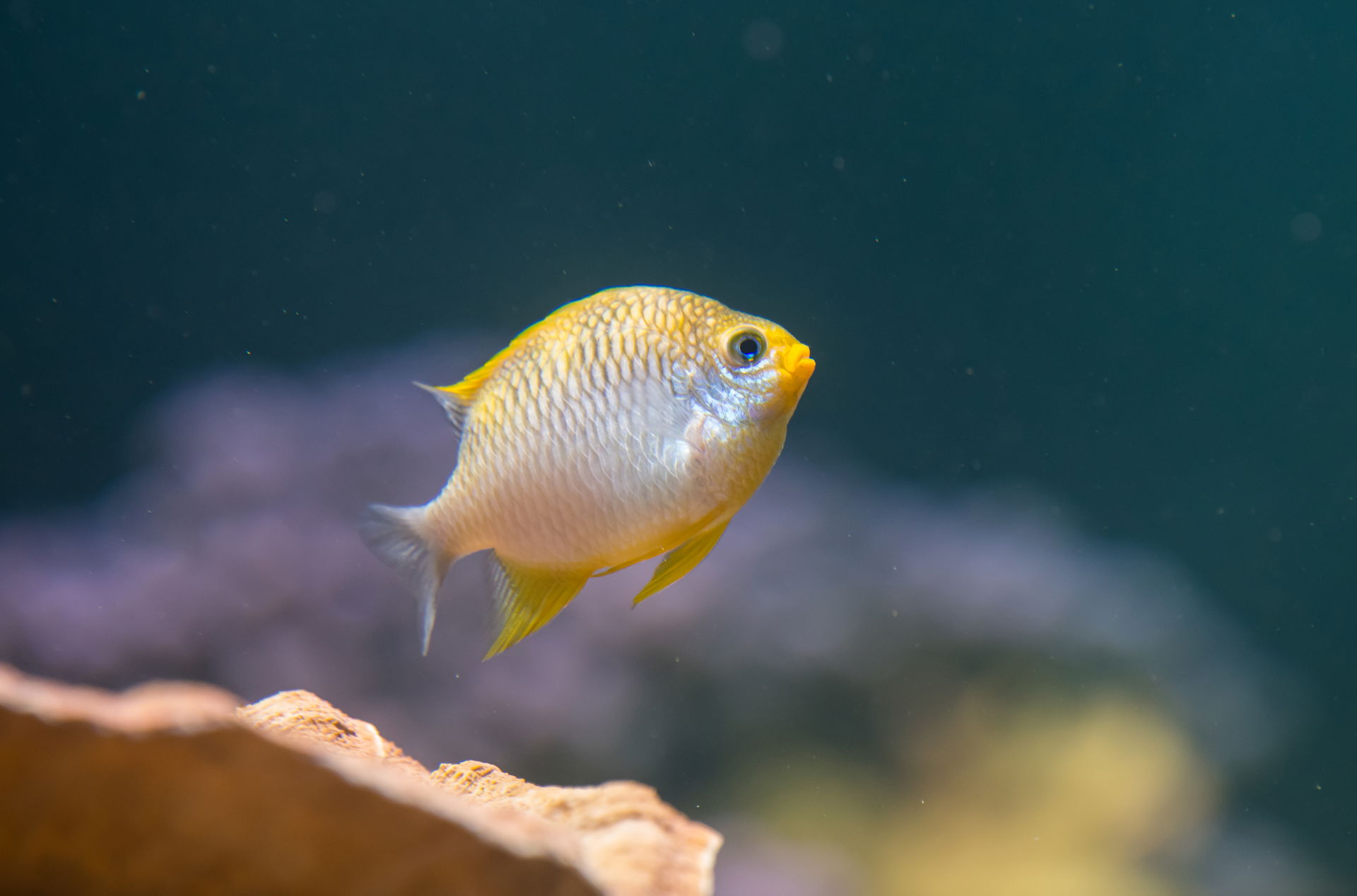 Goldener Riffbarsch im Aquarium des Zoo Zürich