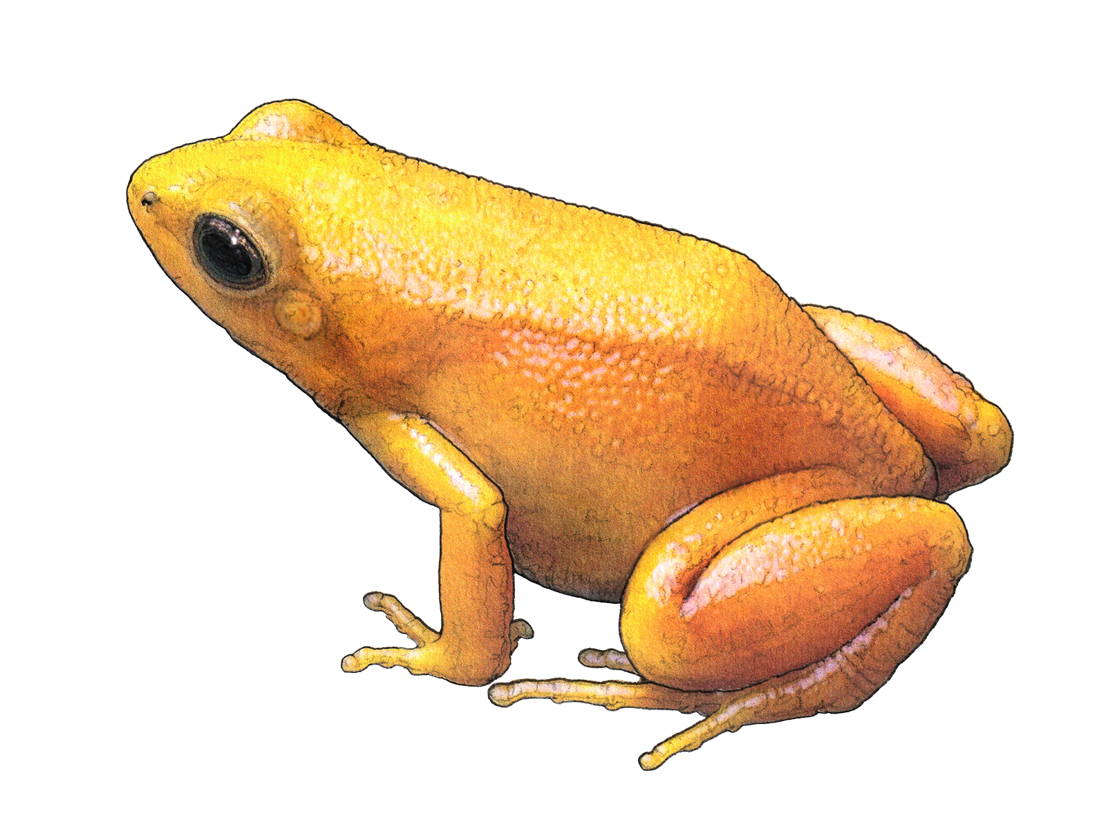 Wissenschaftliche Illustration des Goldfröschchens.