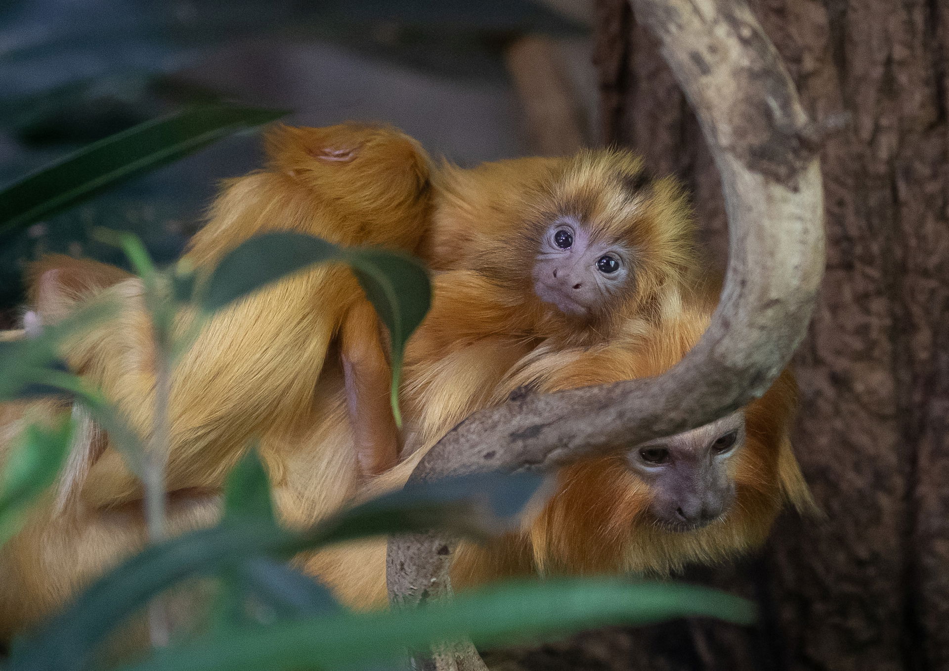 Goldgelbe Löwenäffchen (Leontopithecus rosalia) im Zoo Zürich