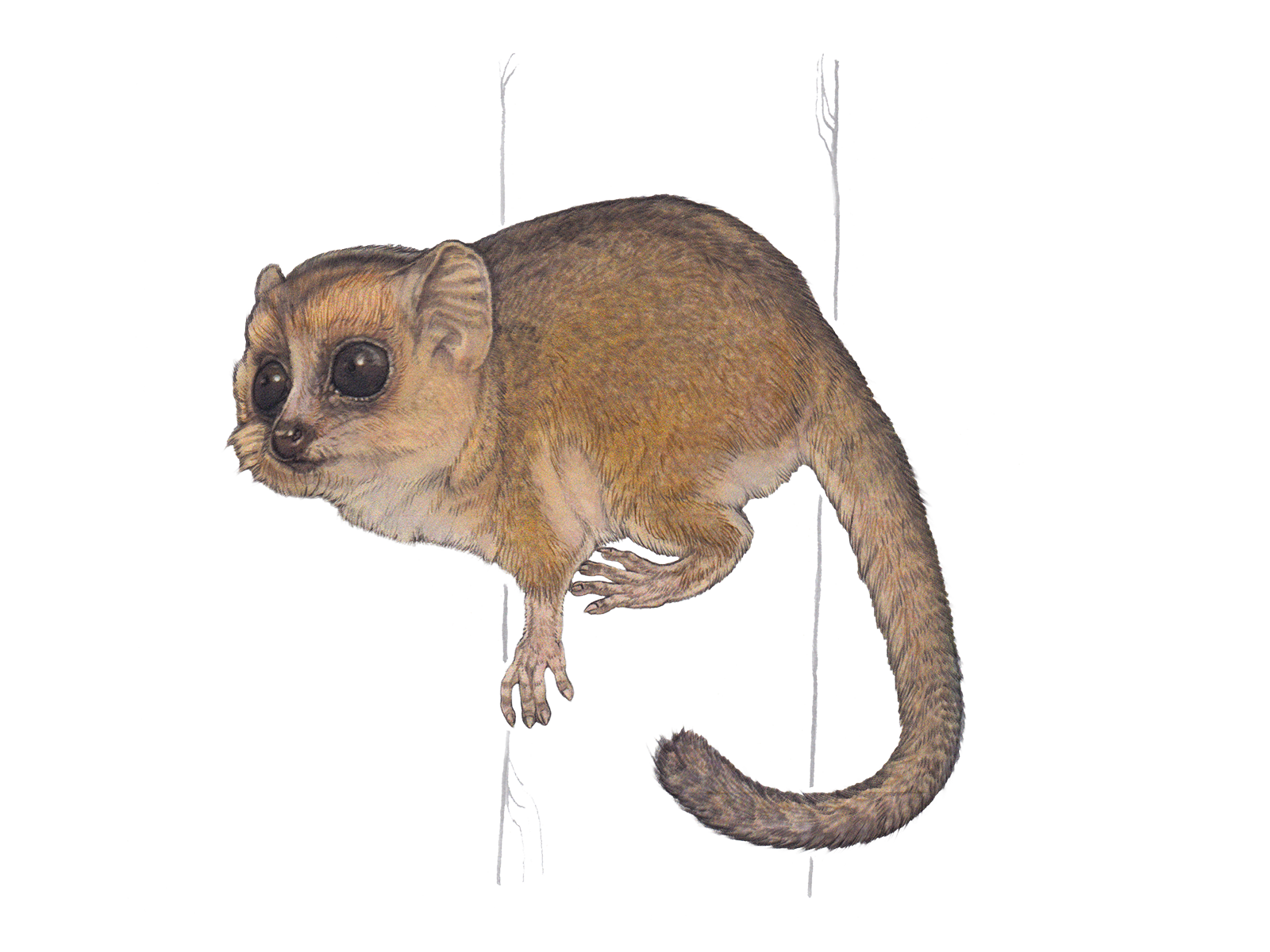 Wissenschaftliche Illustration des Goodman-Mausmakis.